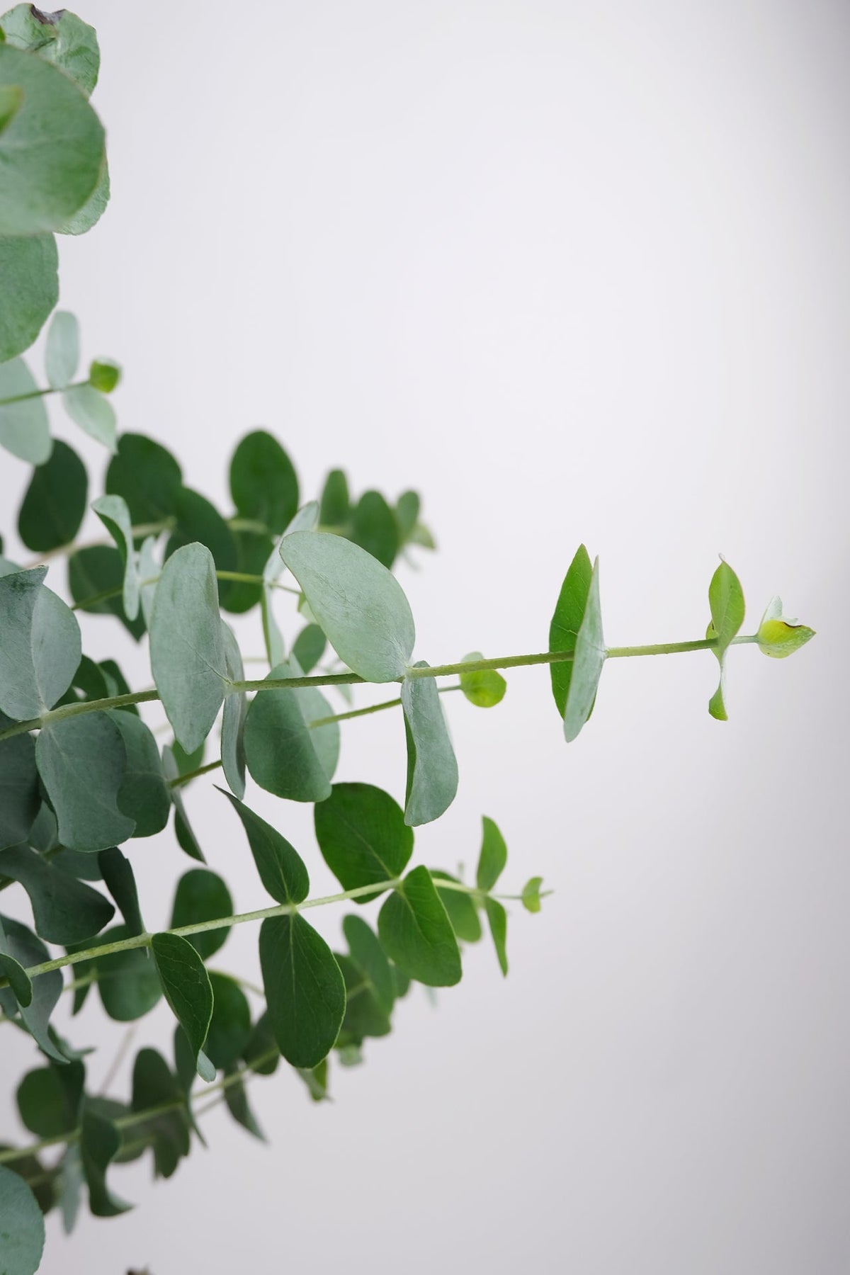 Eucalyptus gunnii
