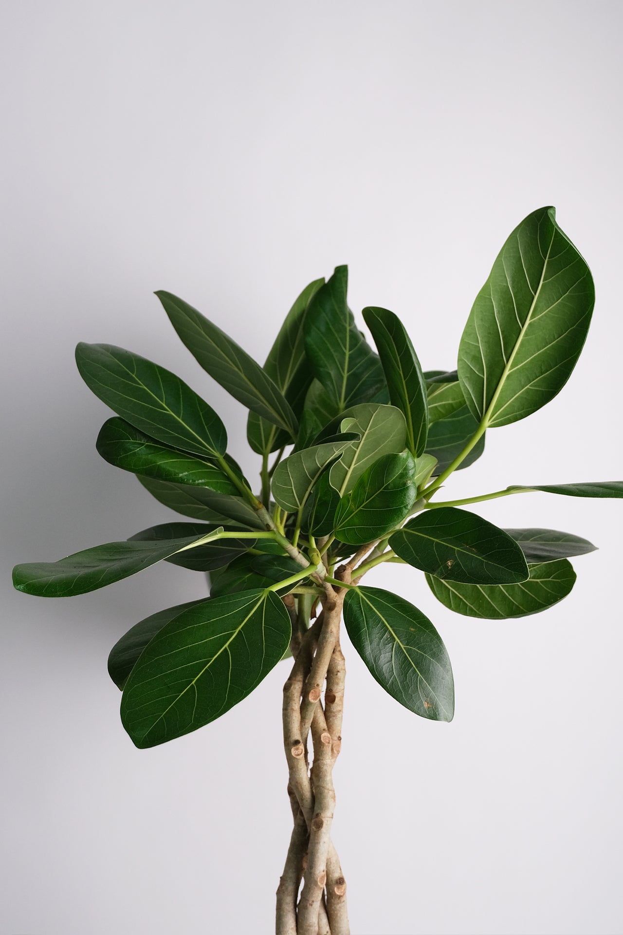 Ficus Audrey Twisted - Image 1