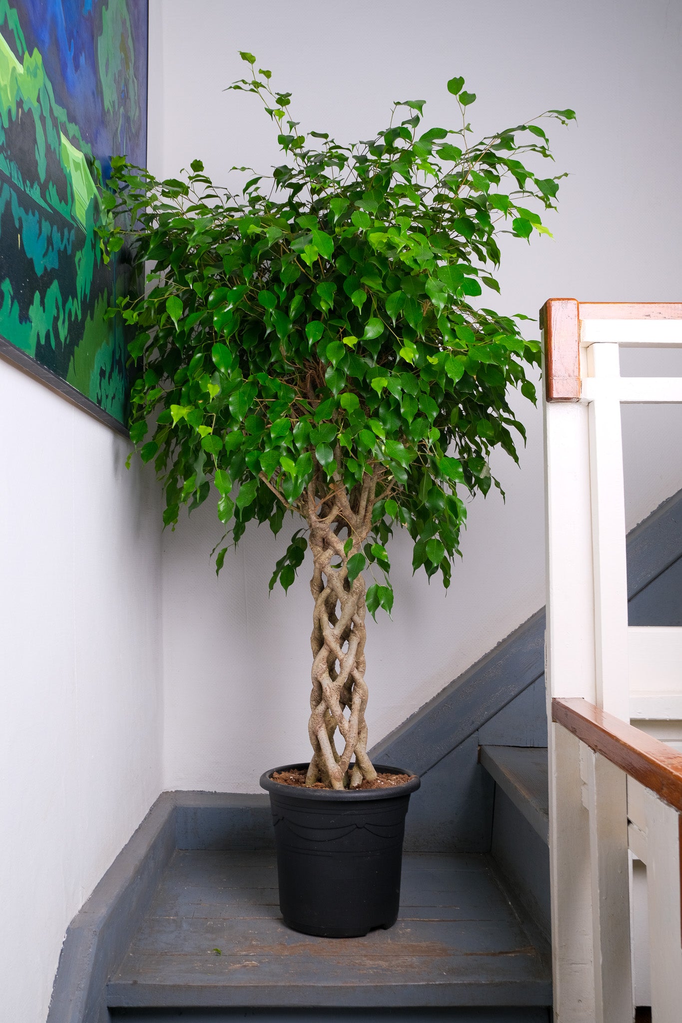 Ficus Be Exotica Stem Cilinder