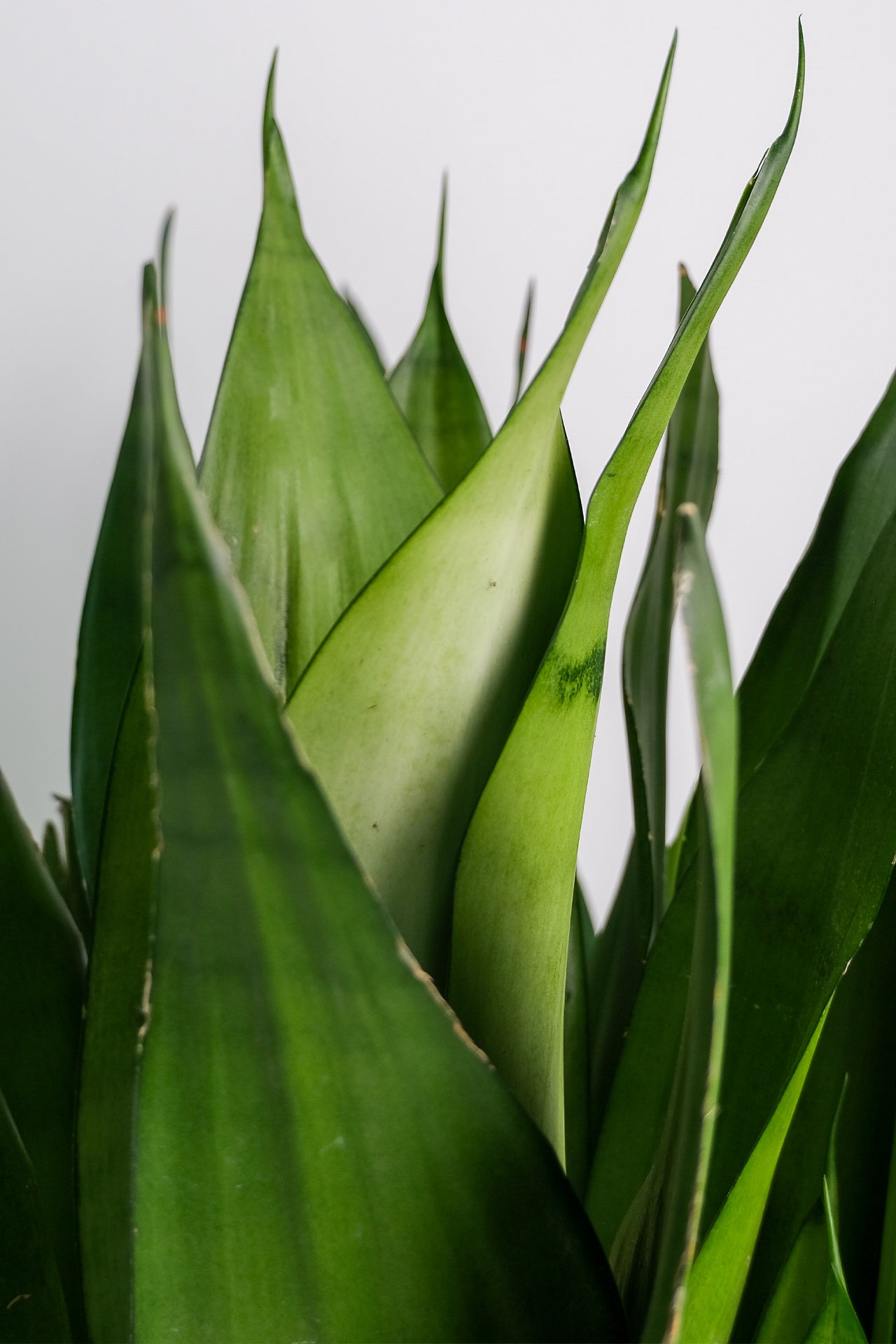 Sansevieria Moonshine - Image 1