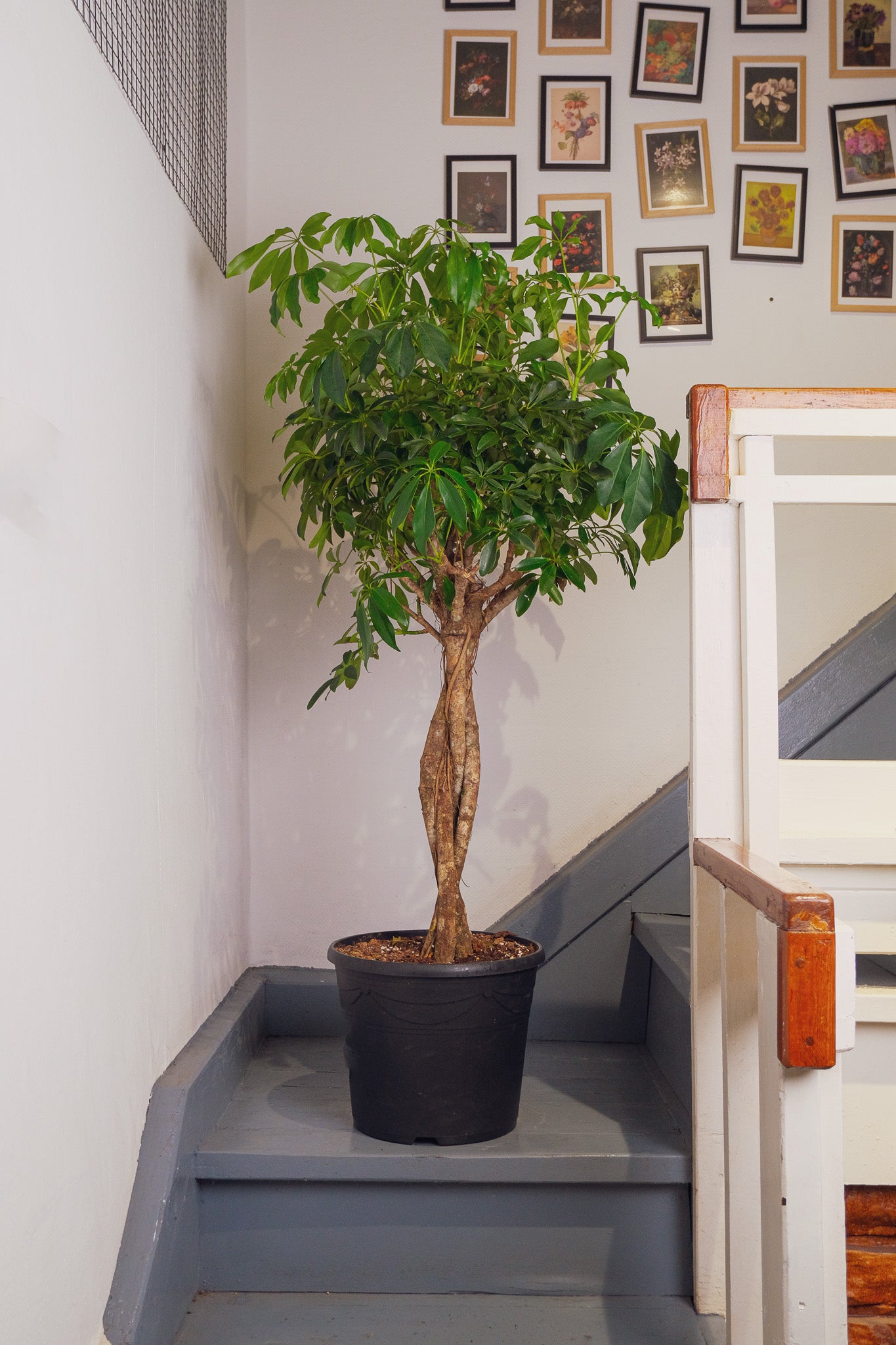 Schefflera Compacta - Image 1