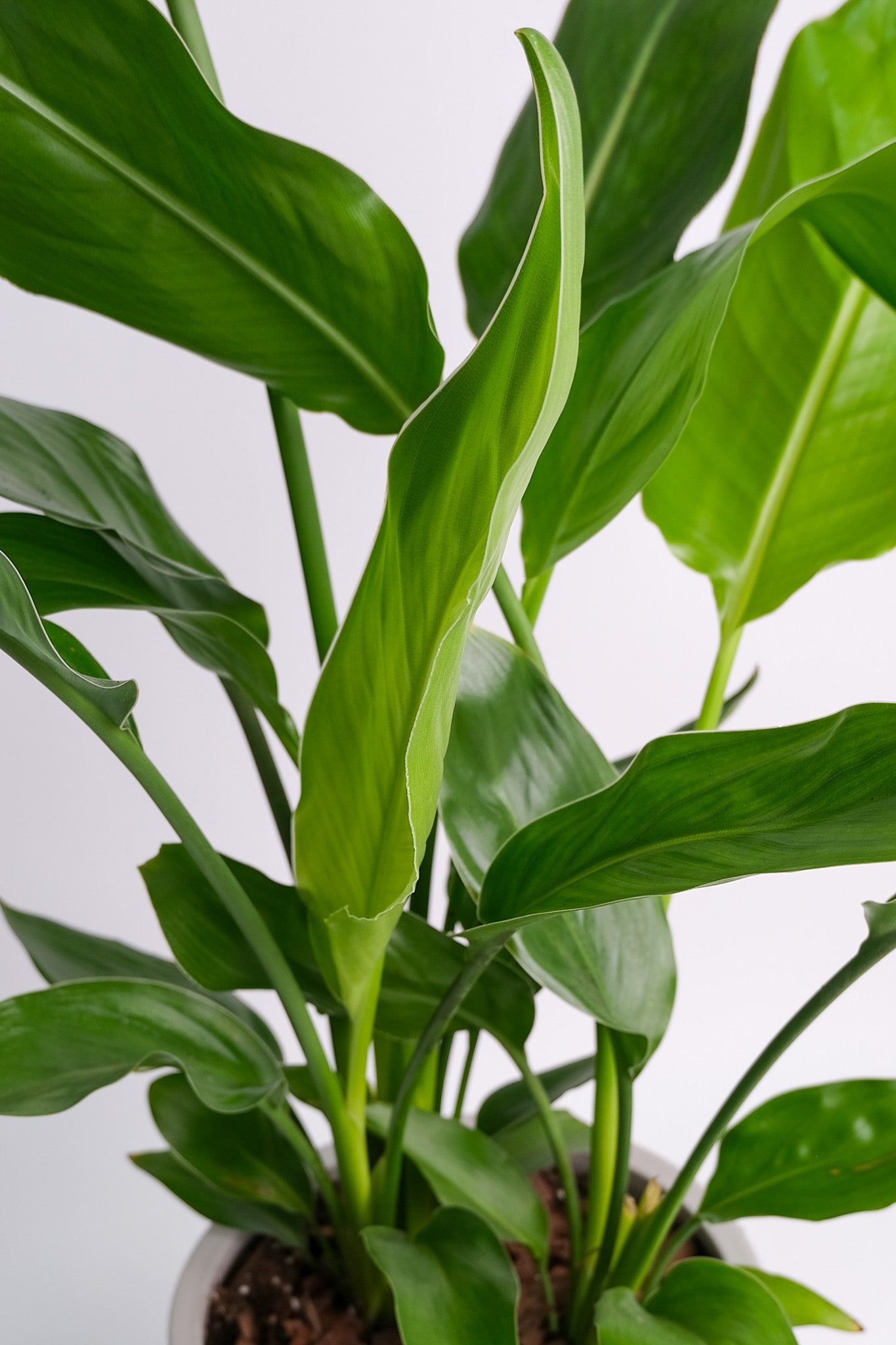 Strelitzia Reginae - Image 1