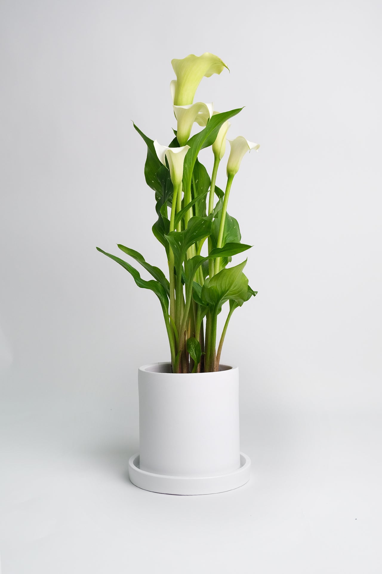 Calla mix - Image 1