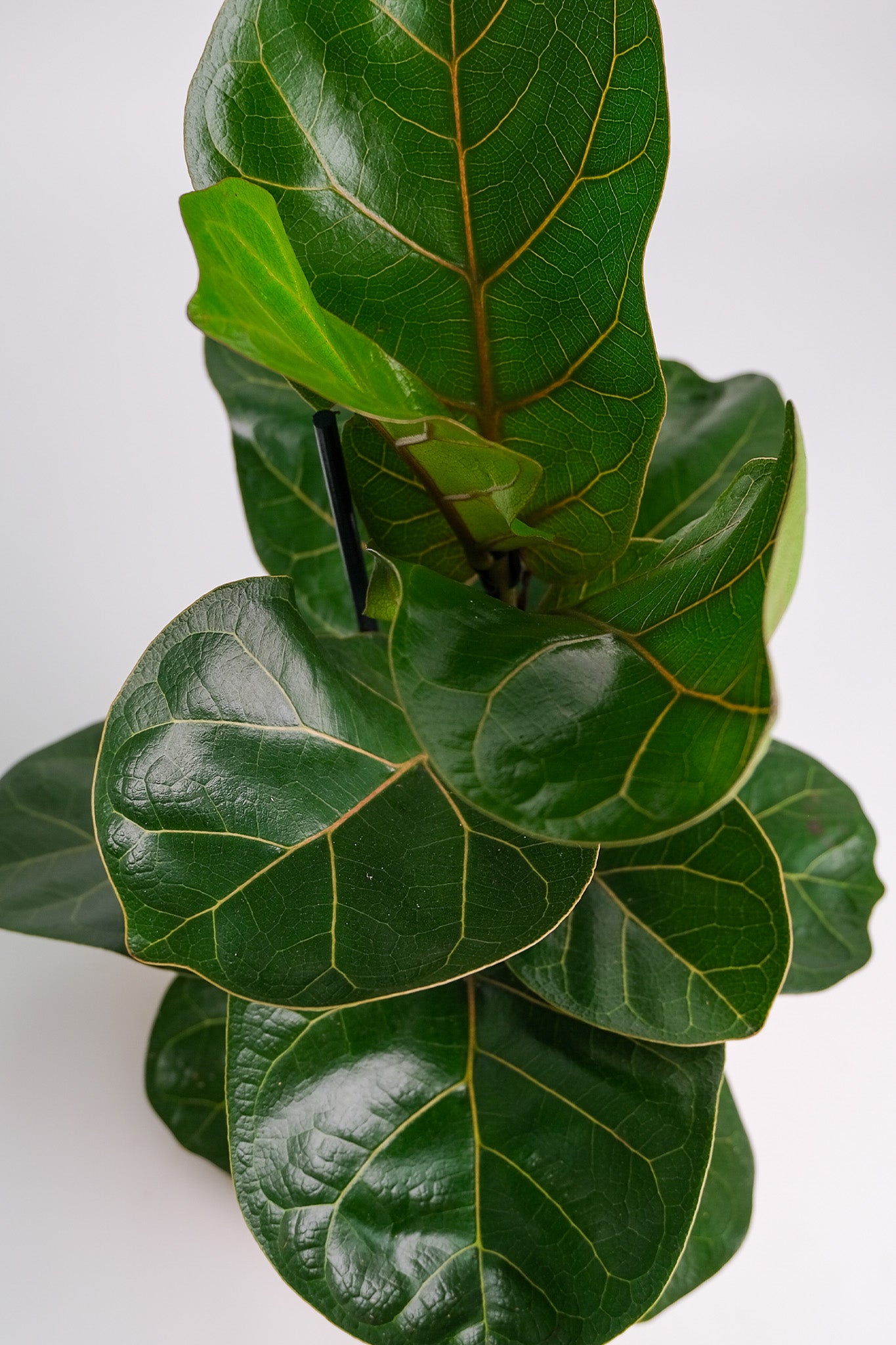 Ficus Lyrata Bambino - Image 1