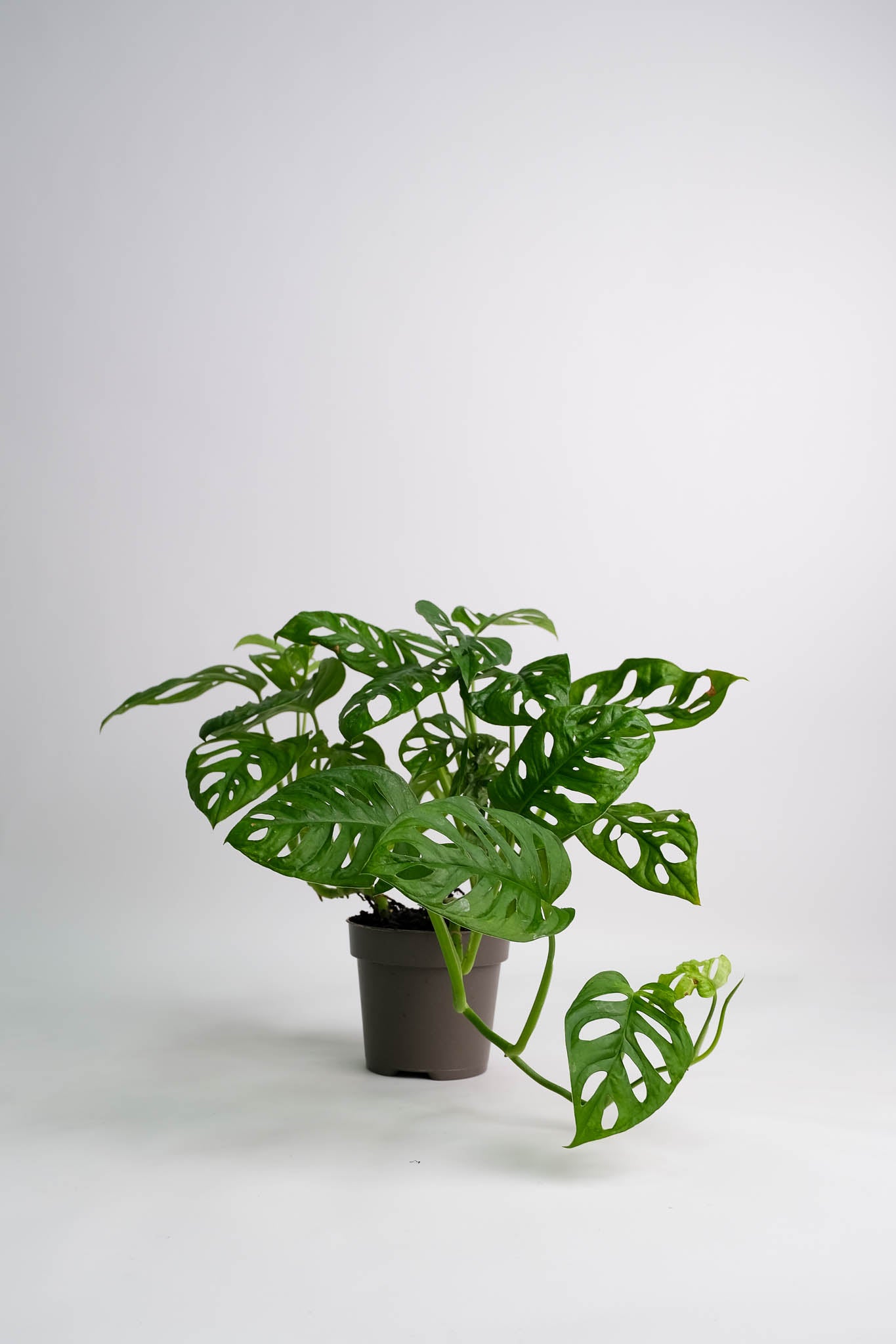 Monstera Monkey - Image 1