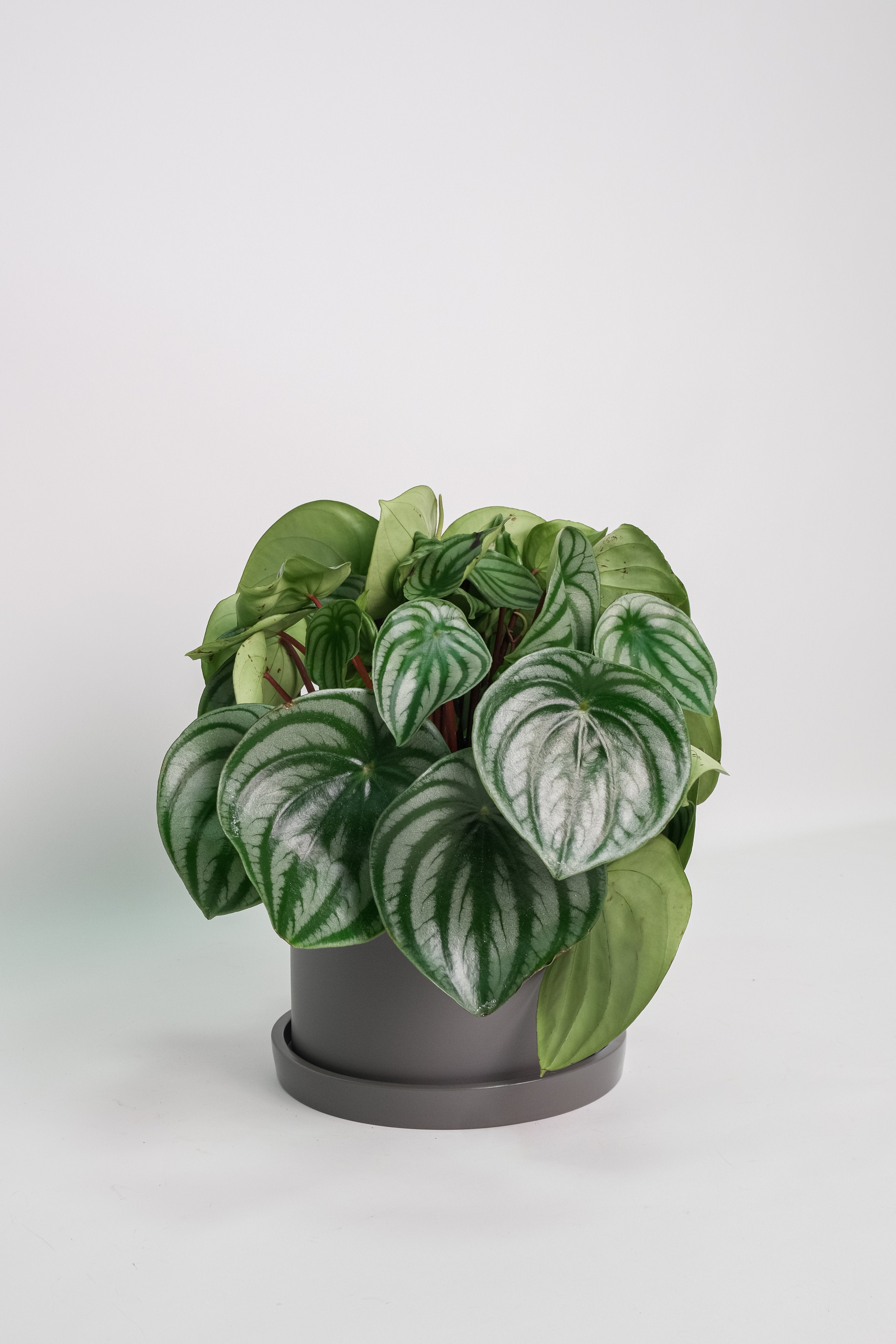Peperomia Watermelon - Image 1