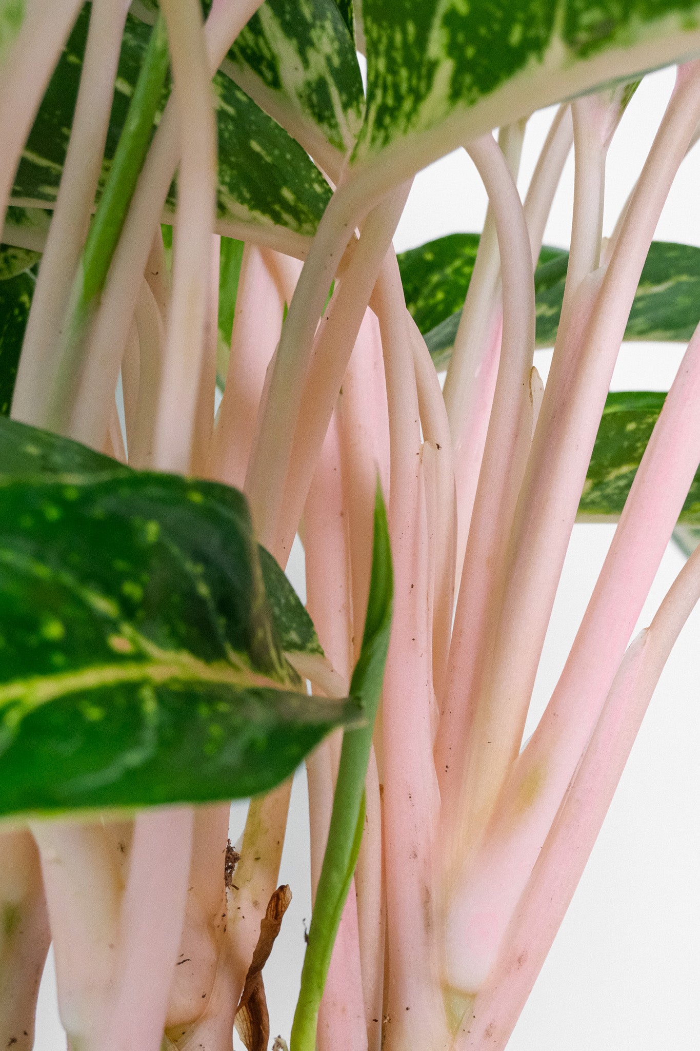 Aglaonema Coco Green - 2