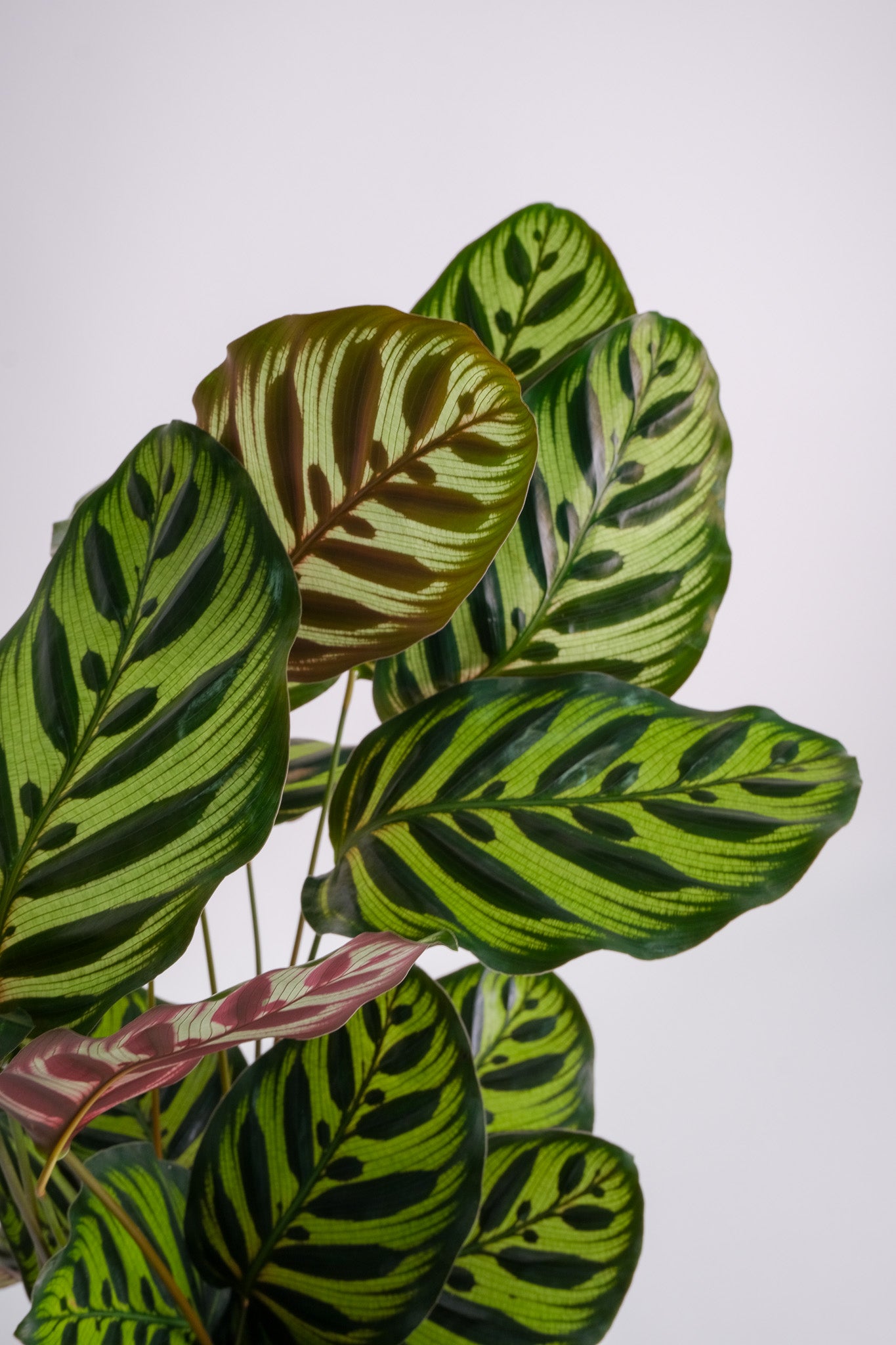 Calathea Makoyana - Image 1