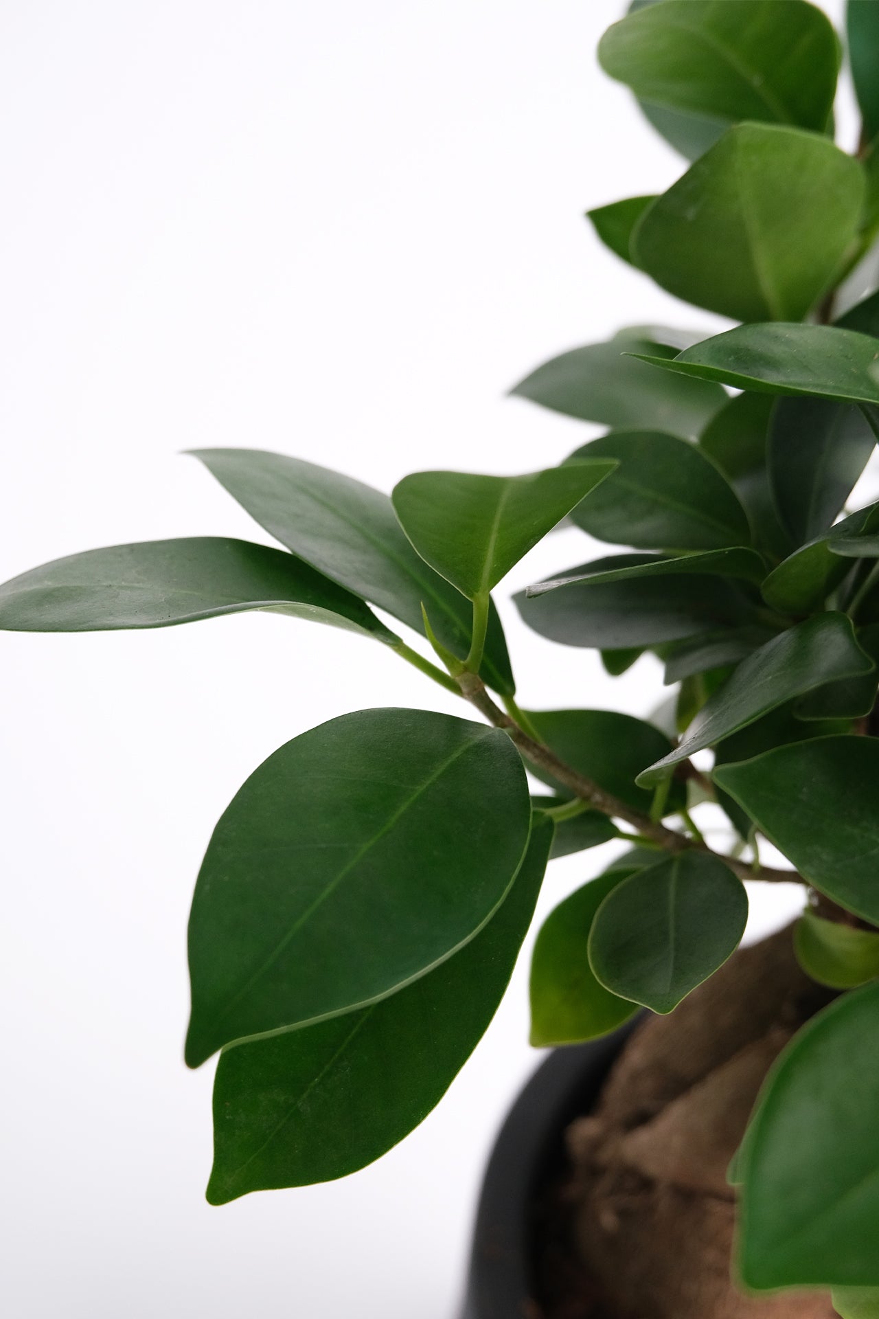 Ficus Ginseng - Image 2