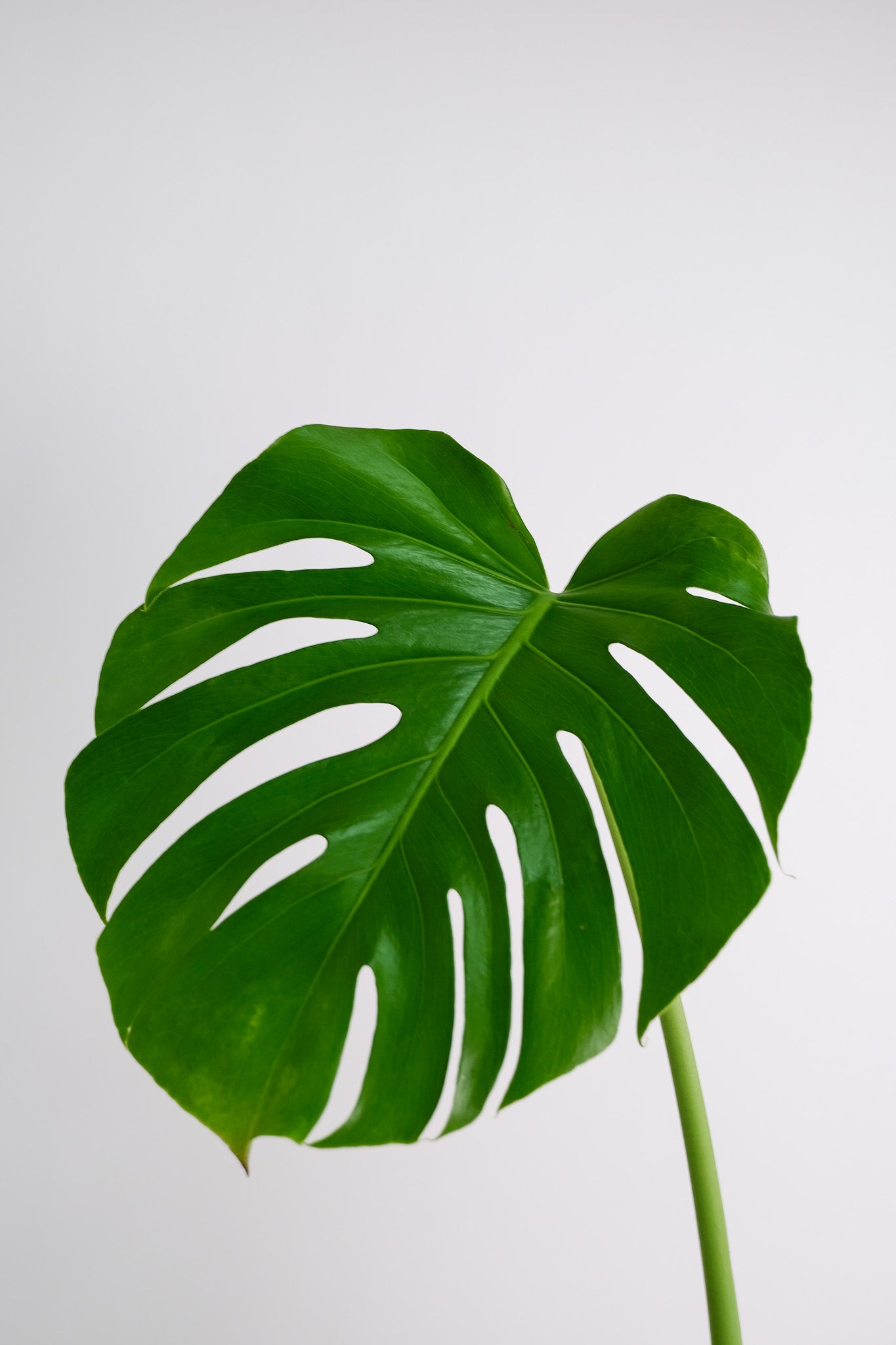 Monstera Deliciosa - Image 2
