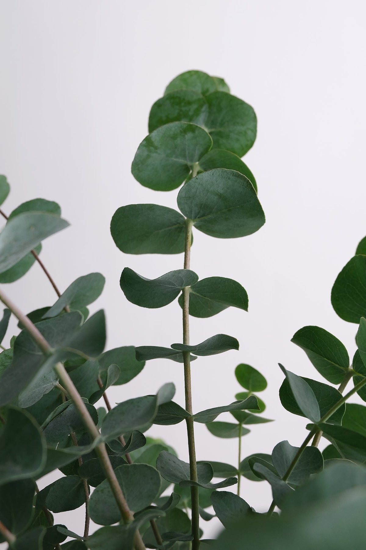 Eucalyptus gunnii