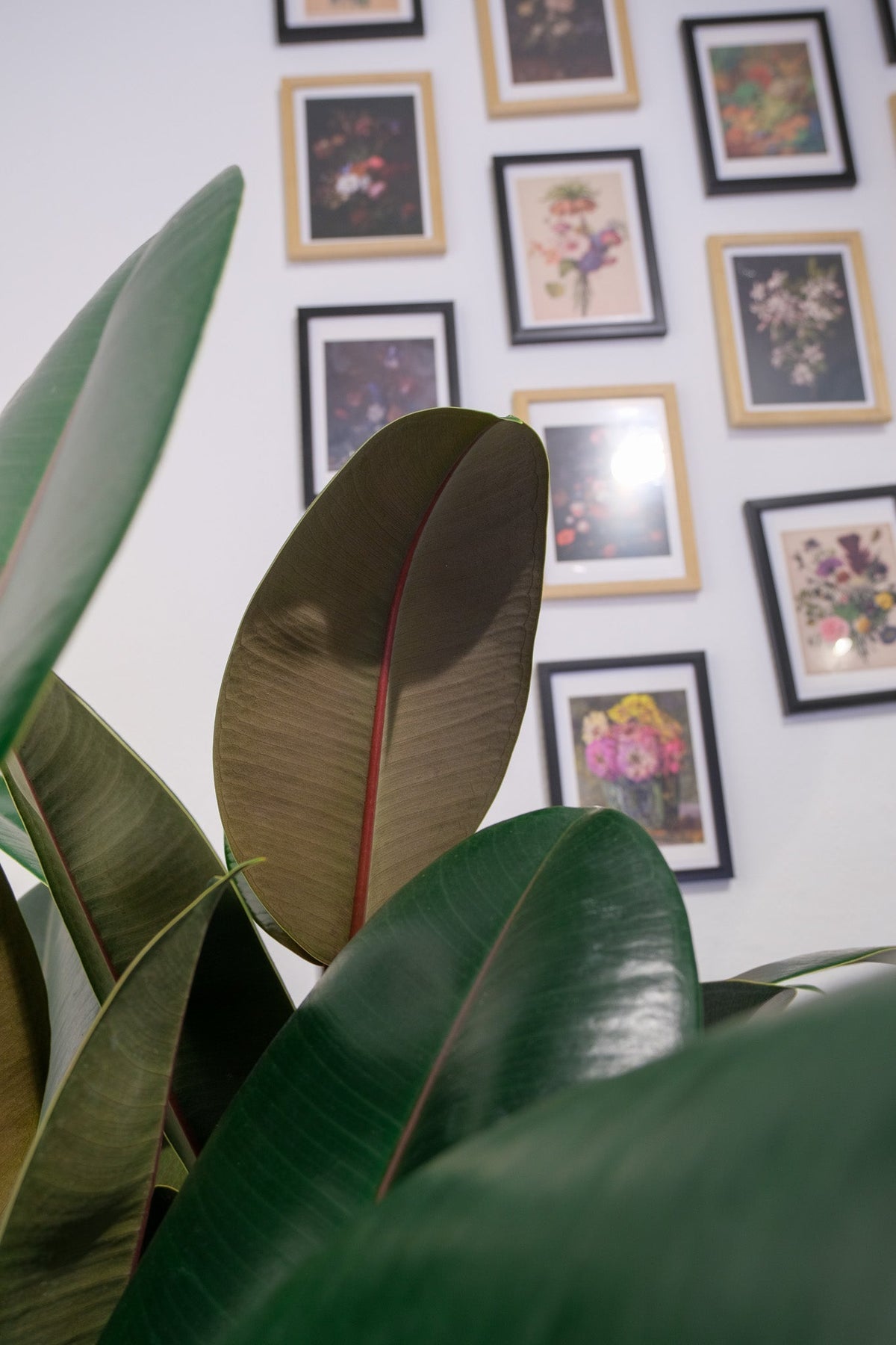 Ficus Robusta