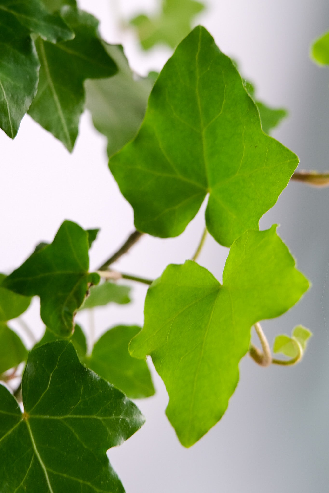 Hedera exterior - Image 3