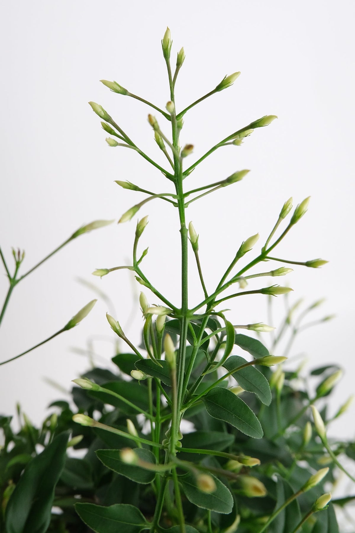 Jasmin Polyanthum
