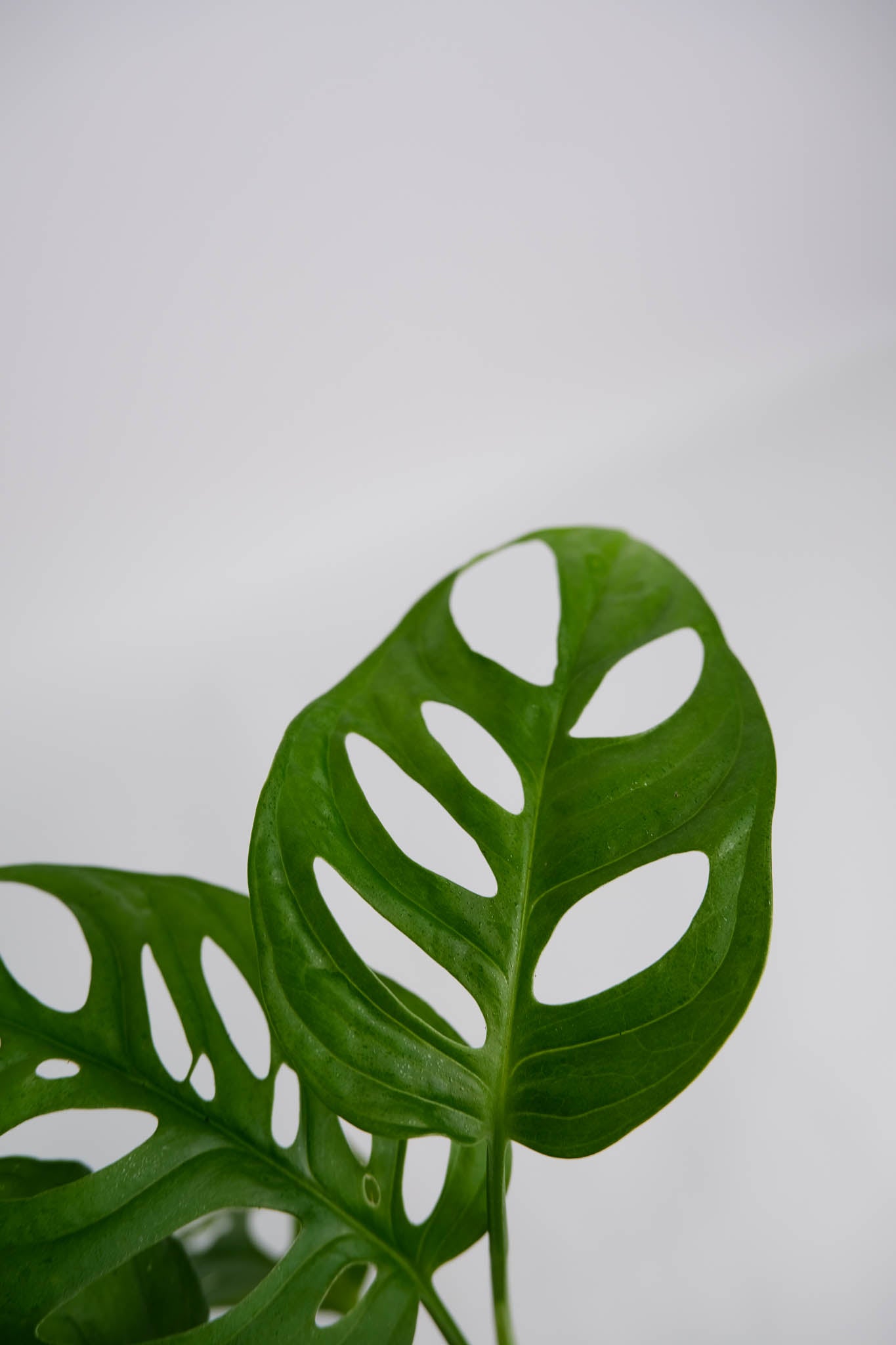 Monstera Monkey - Image 3