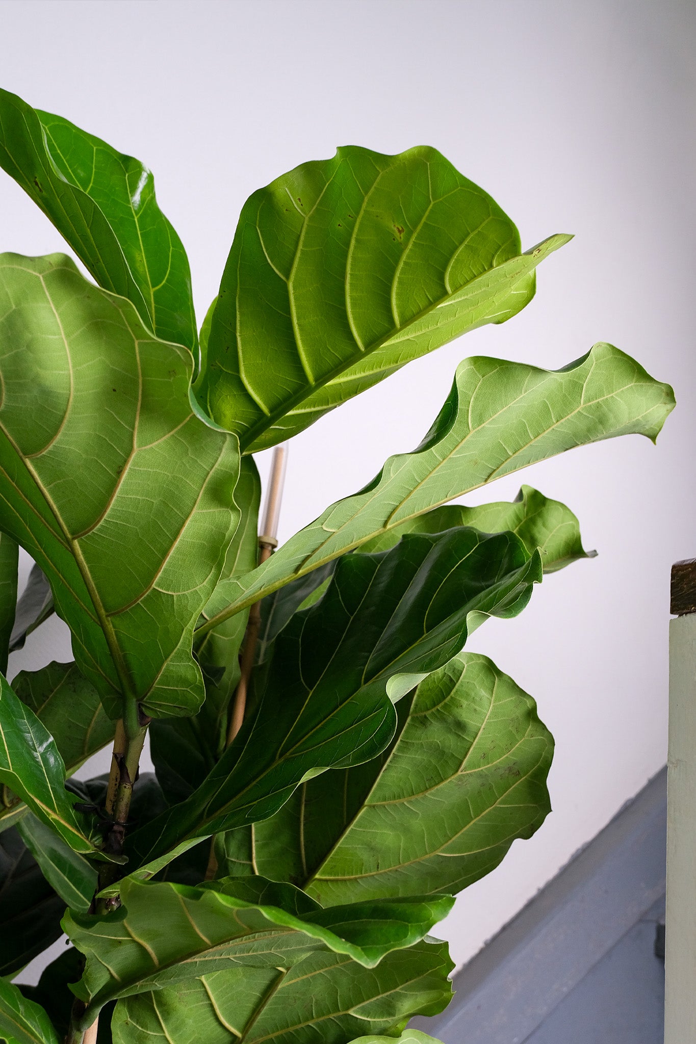 Ficus Lyrata Branched - Image 7