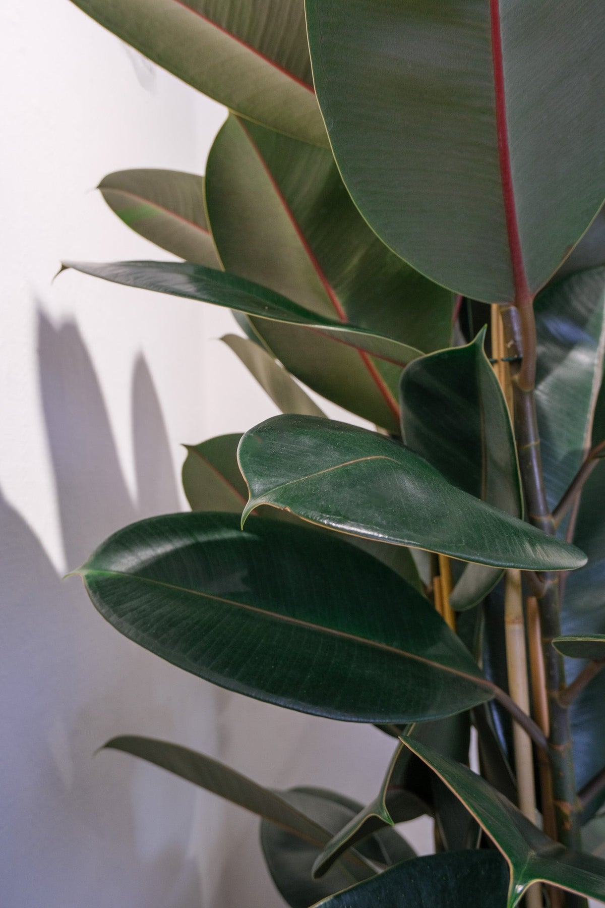 Ficus Robusta
