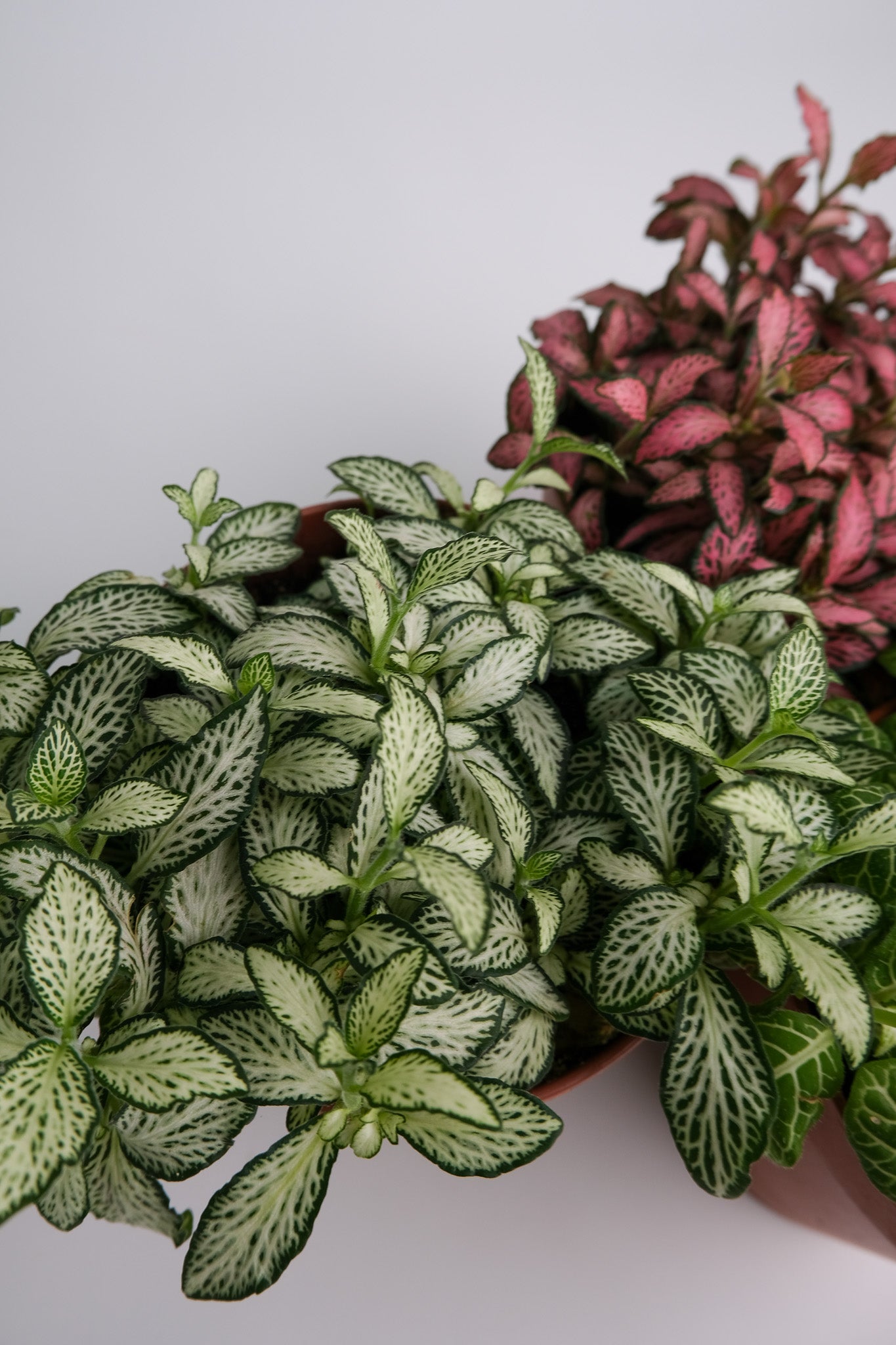 Fittonia mix - Image 4