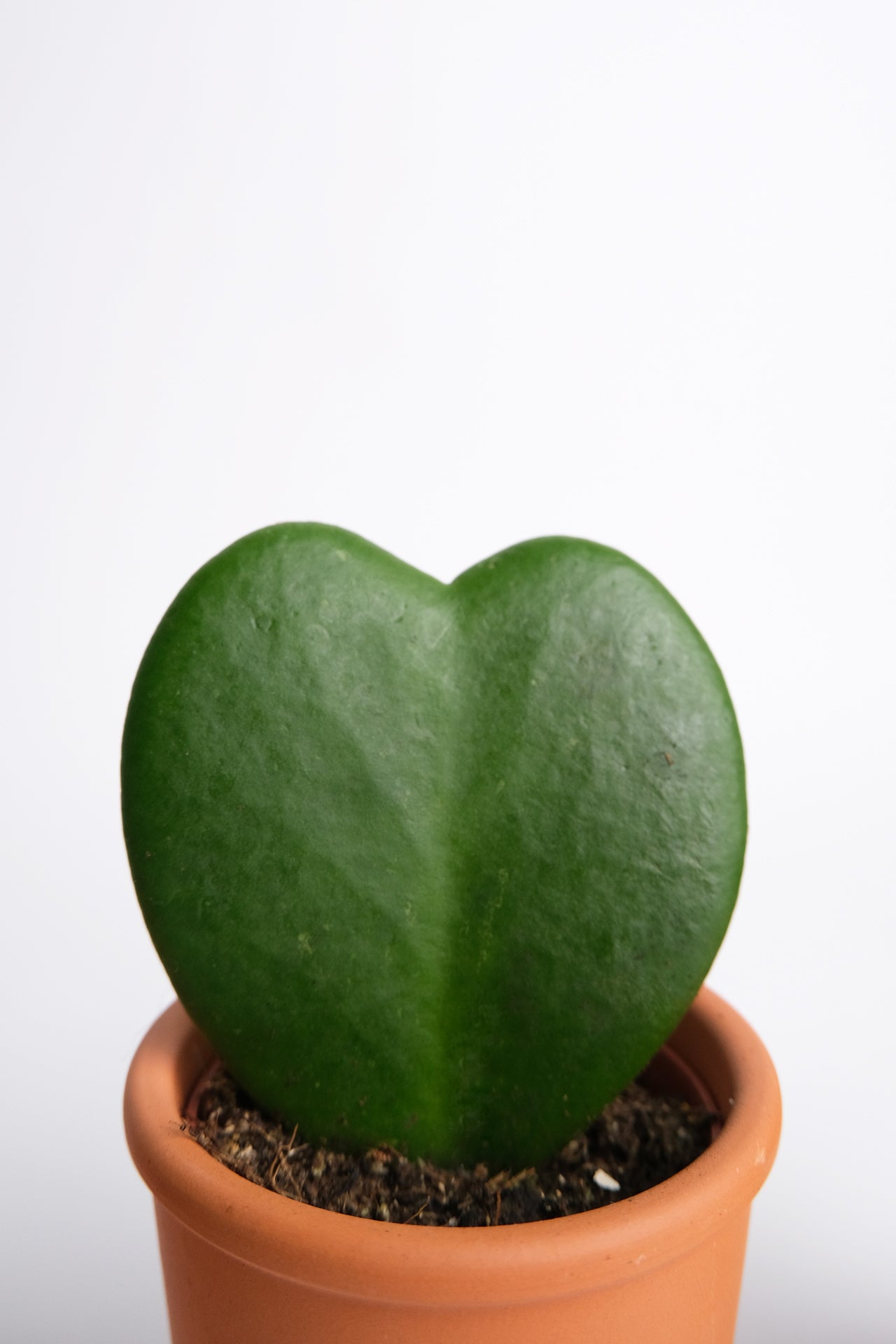 Hoya heart - Image 03