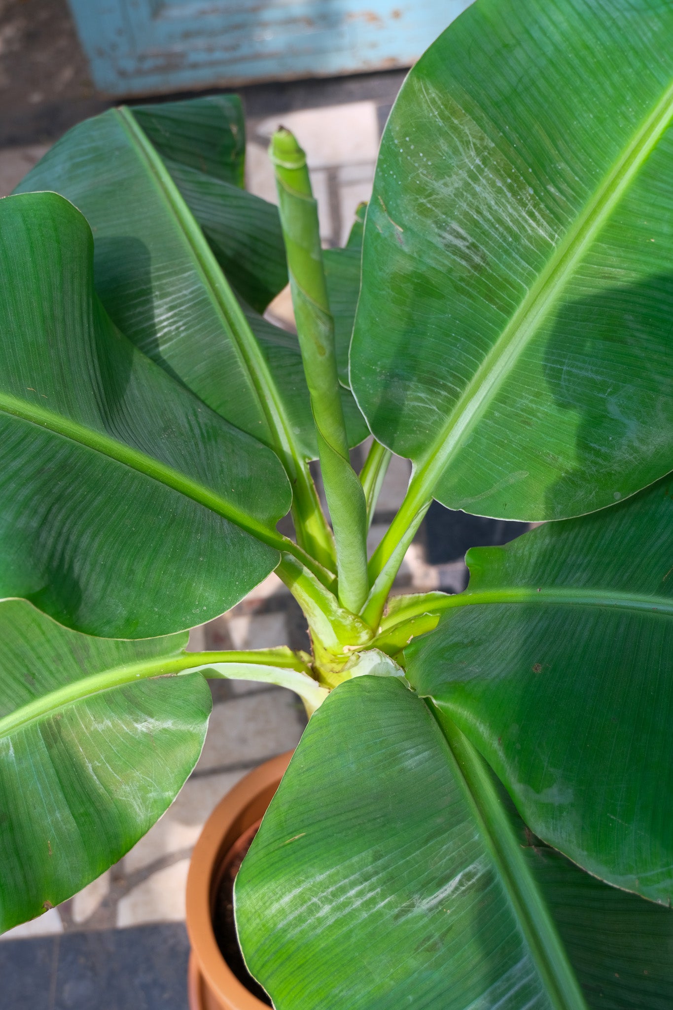 Musa Banana - Image 4