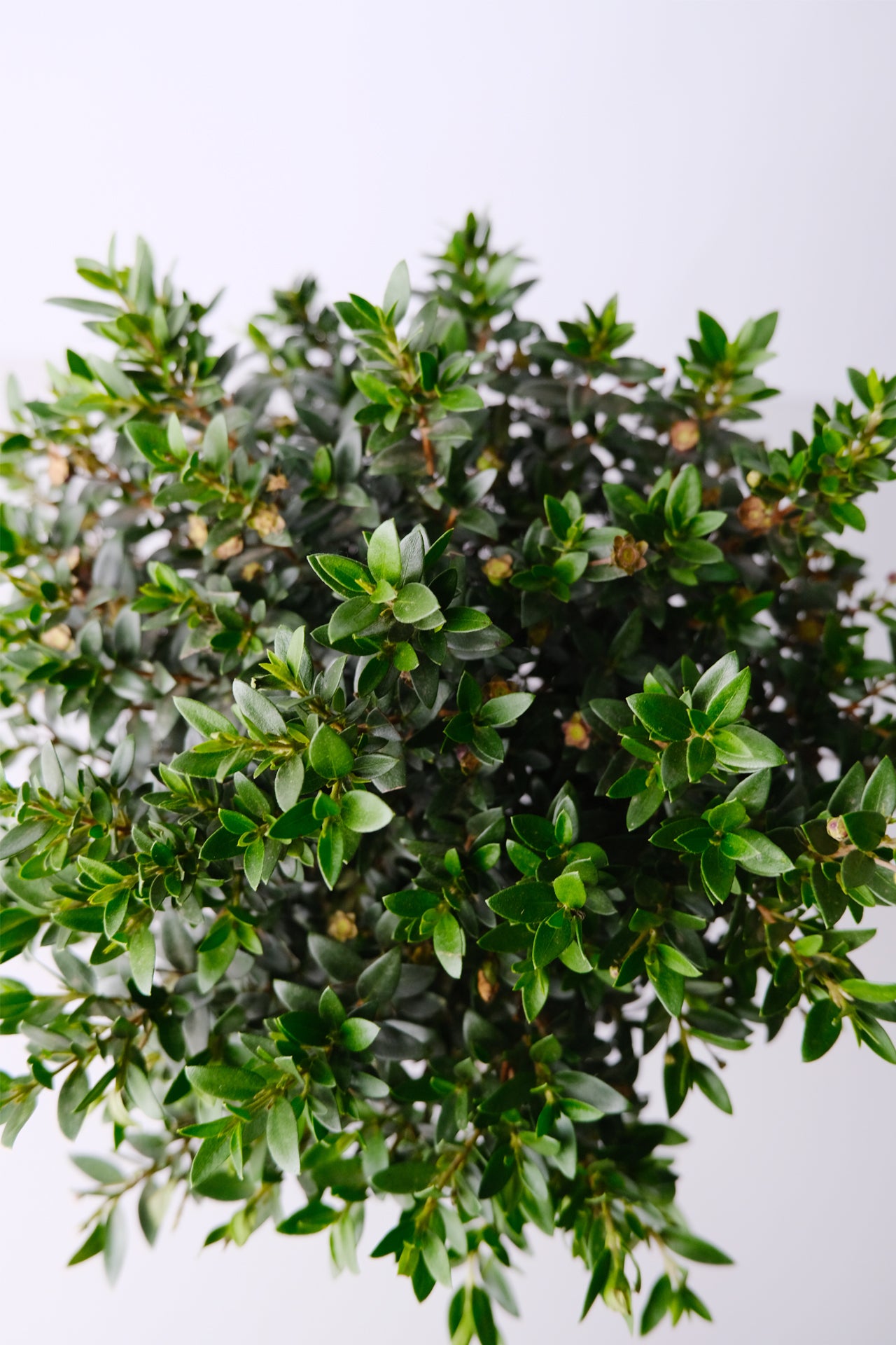Myrtus On Stem