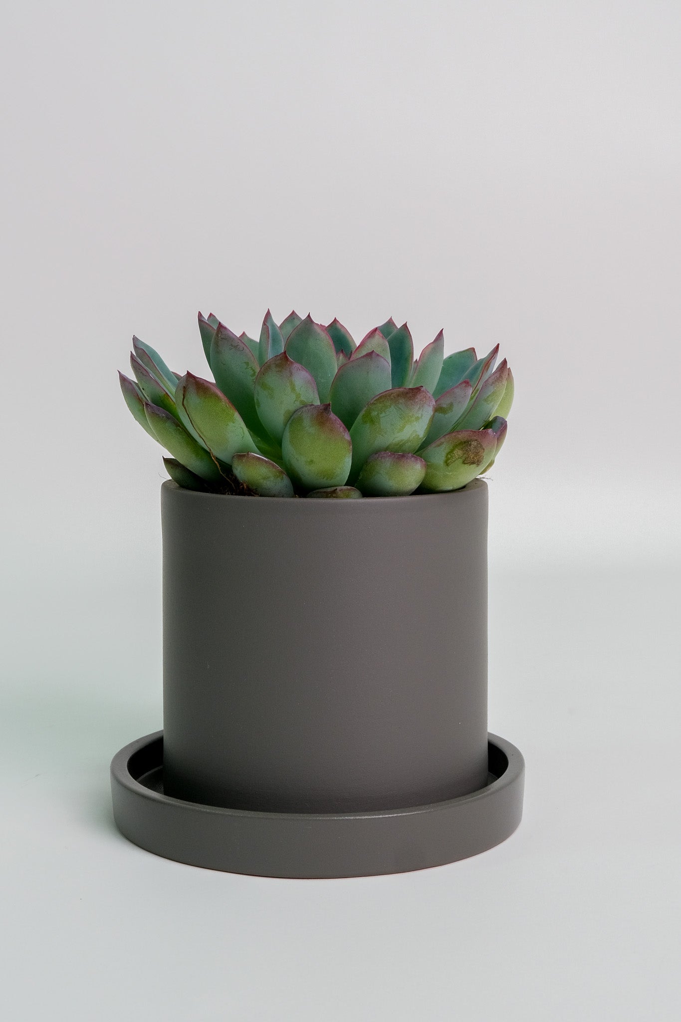 Suculent Mix - Image 03