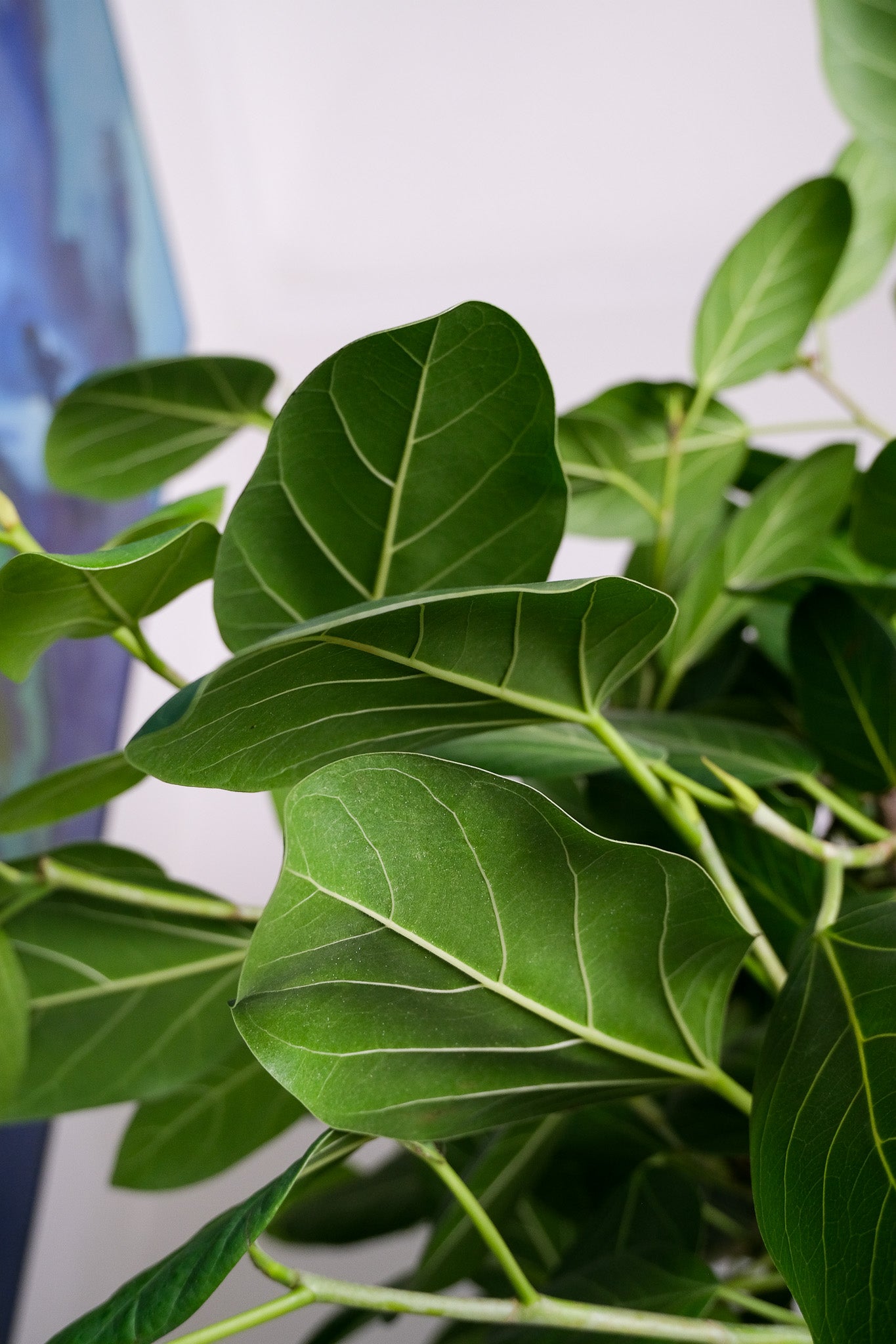 Ficus Audrey on Old Stem - Image 4
