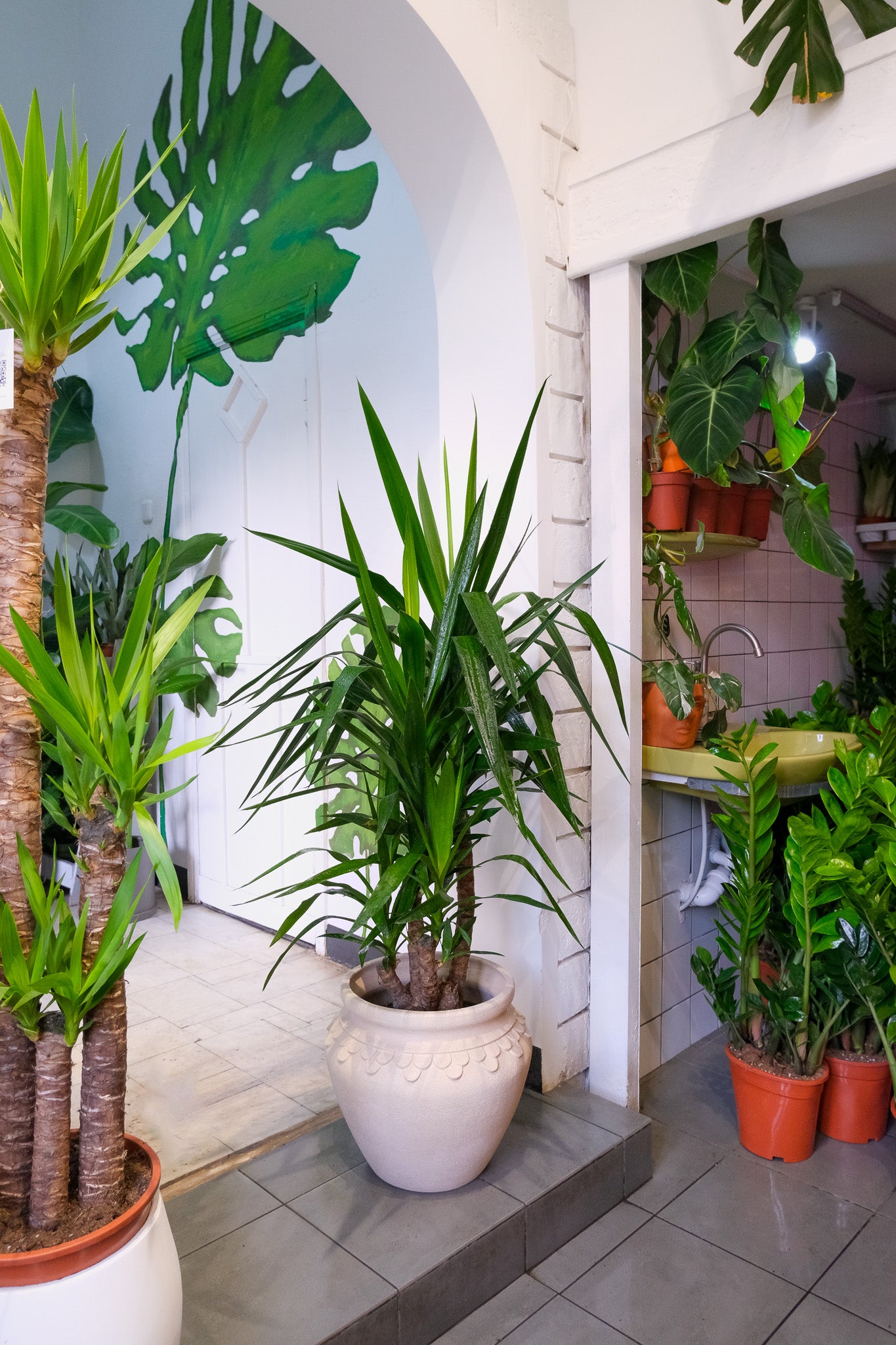 Yucca Branched - Image 4