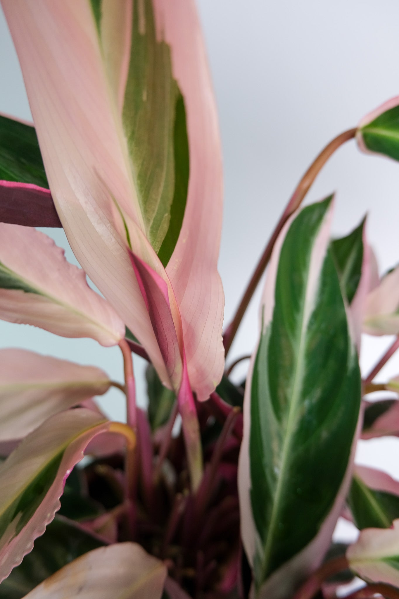 Calathea Triostar - Image 5