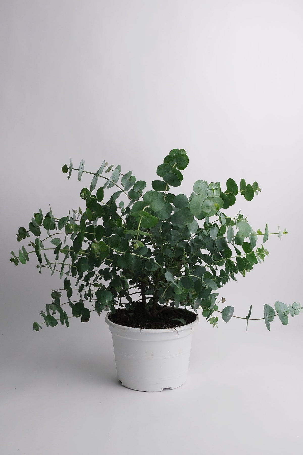 Eucalyptus gunnii