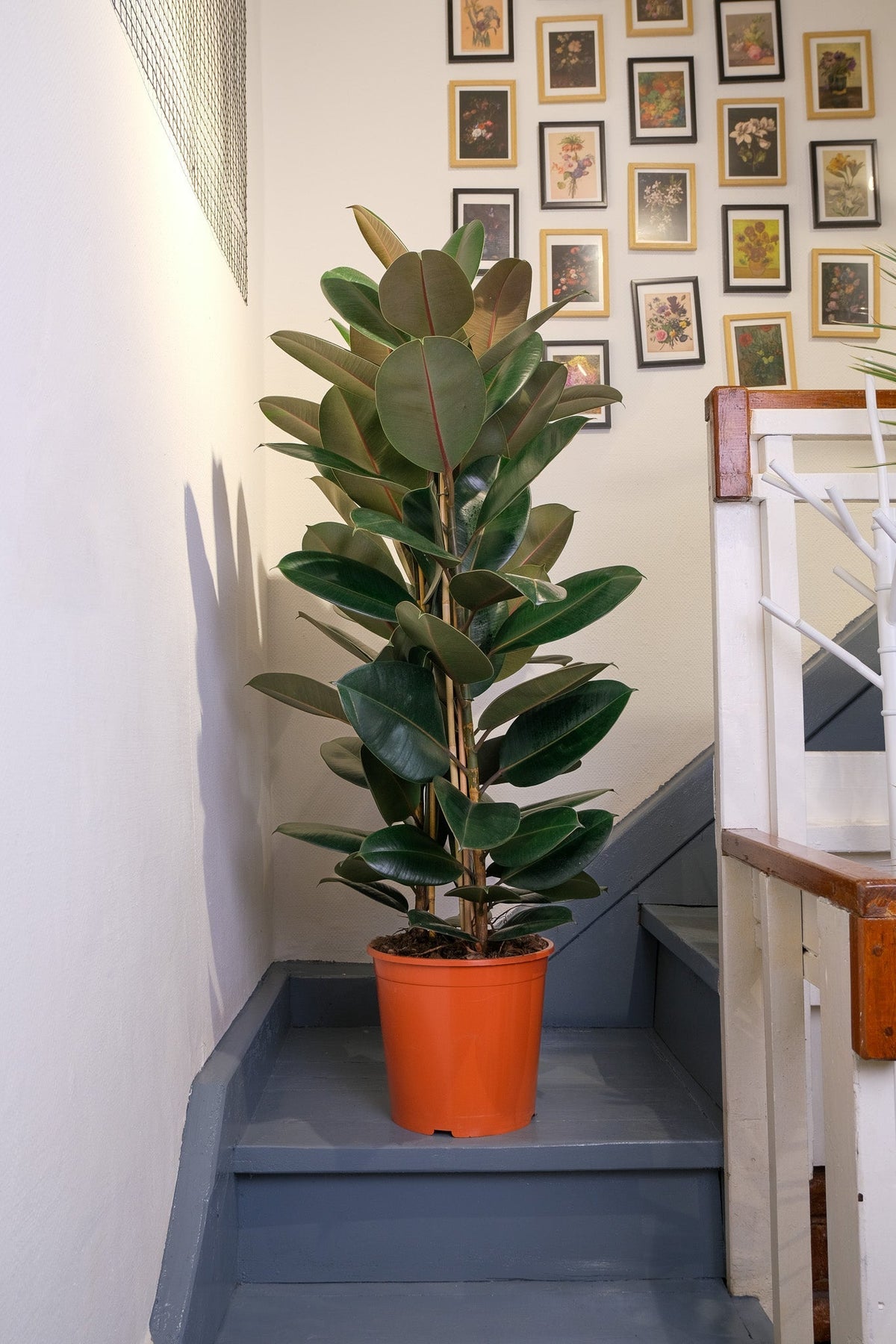 Ficus Robusta