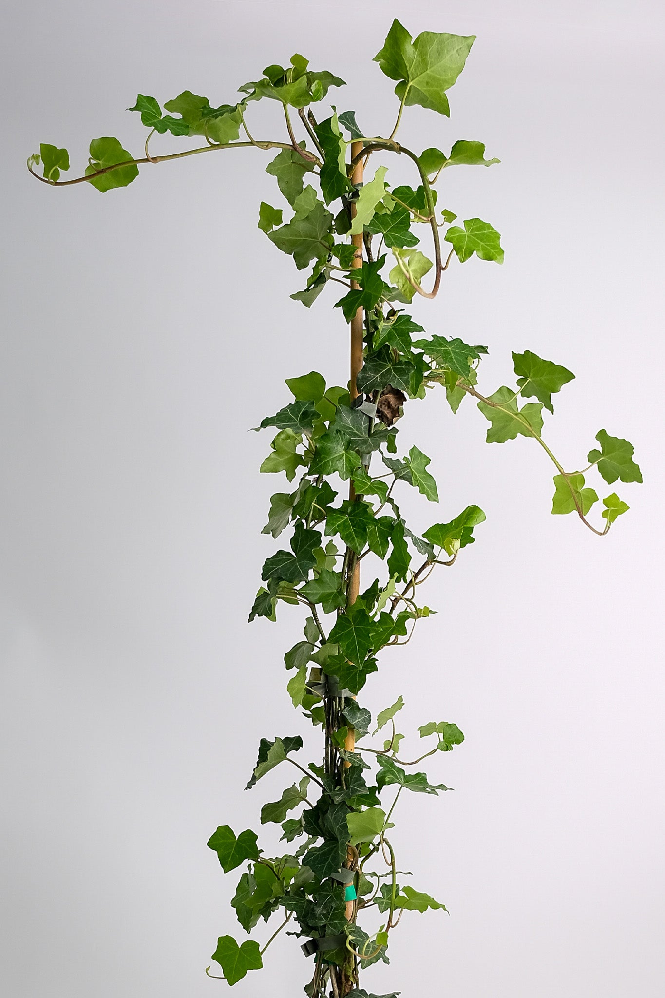 Hedera exterior - Image 5