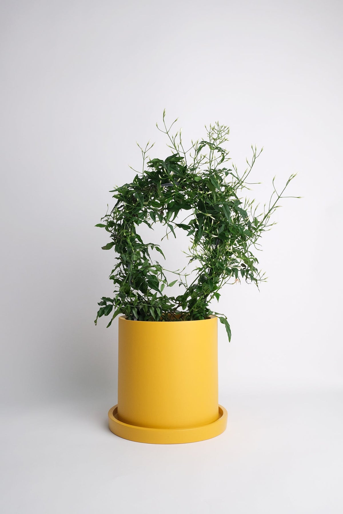 Jasmin Polyanthum