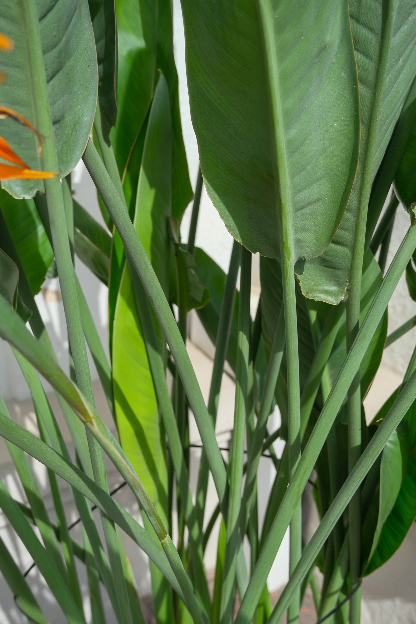 Strelitzia Reginae - Image 20