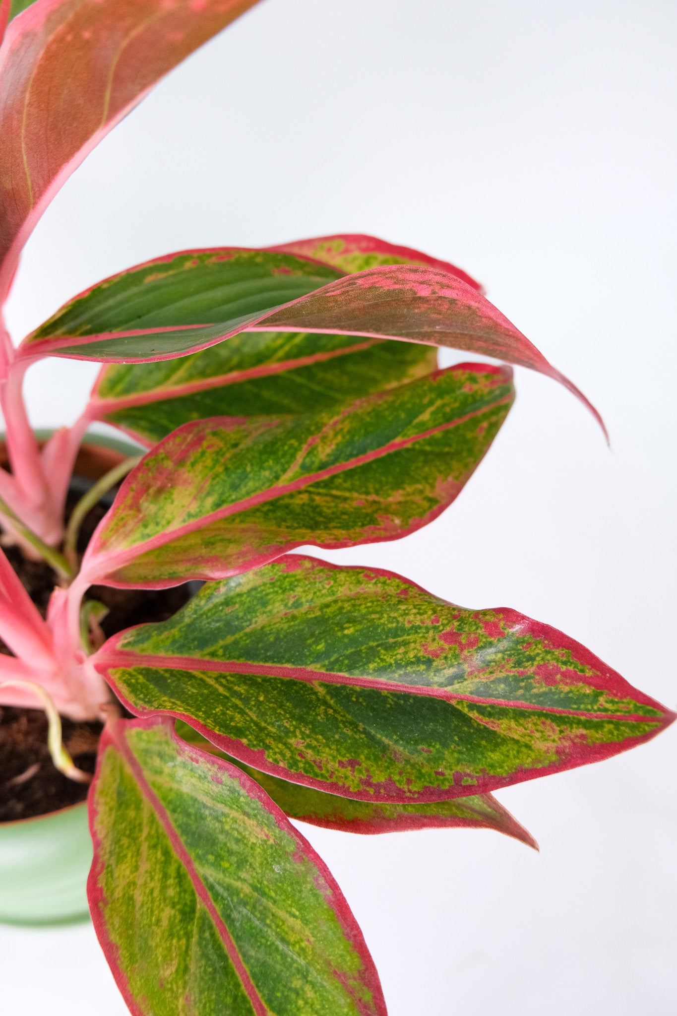 Aglaonema Crete - 5