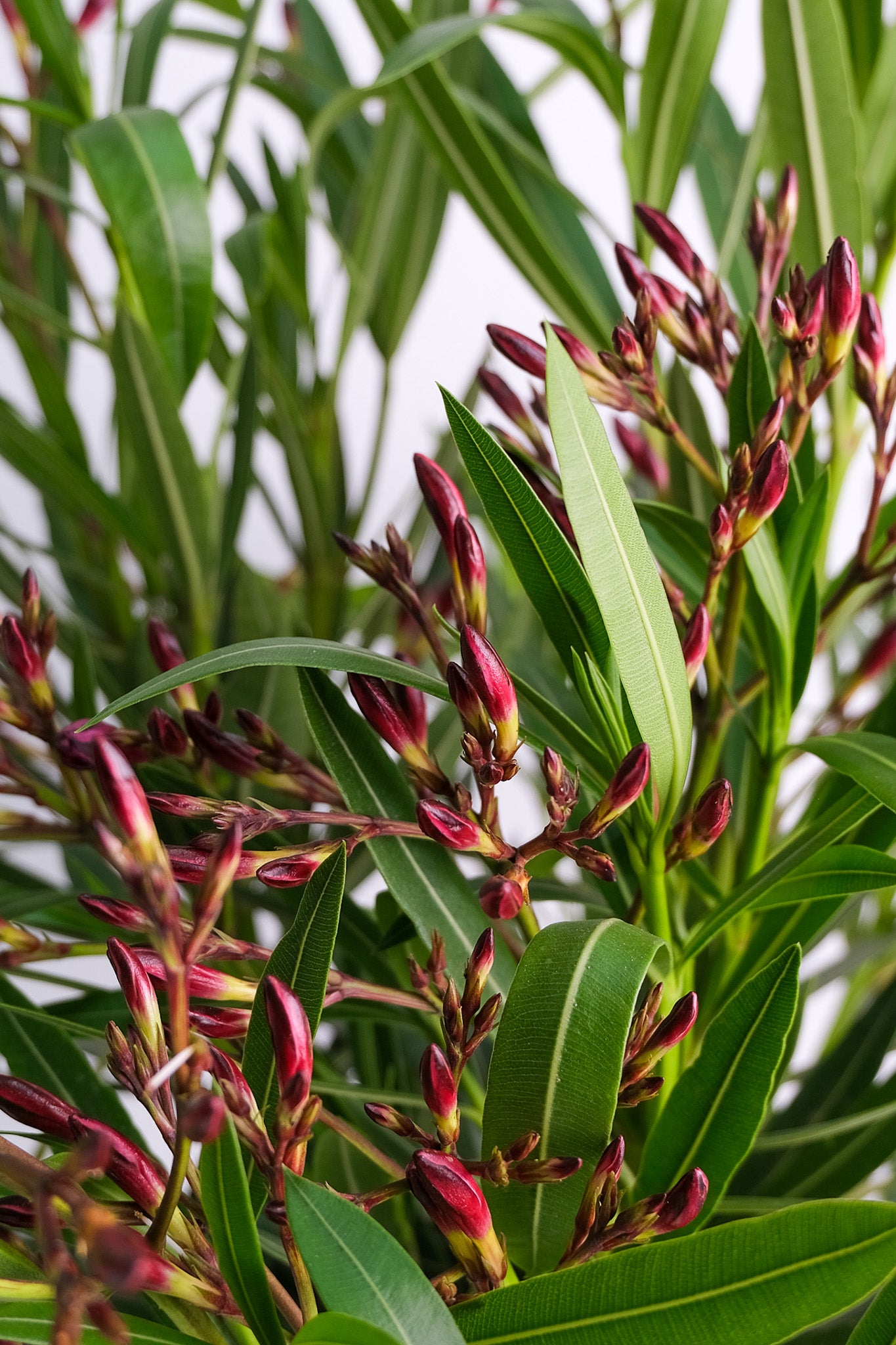 Nerium Oleander - 04_oleandru mix.jpg