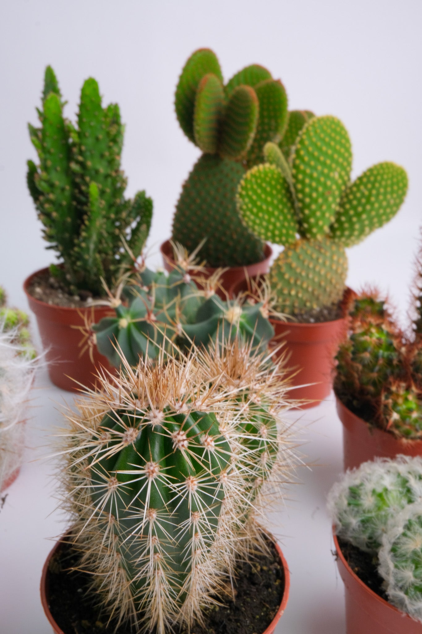 Cactus Mix - Image 6