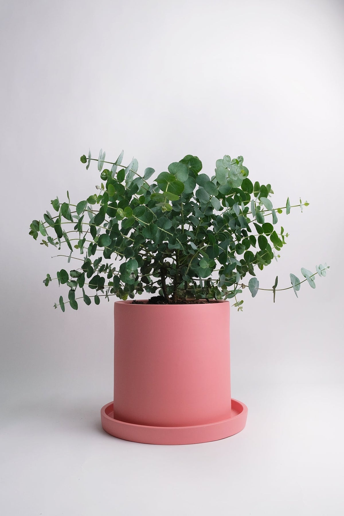 Eucalyptus gunnii