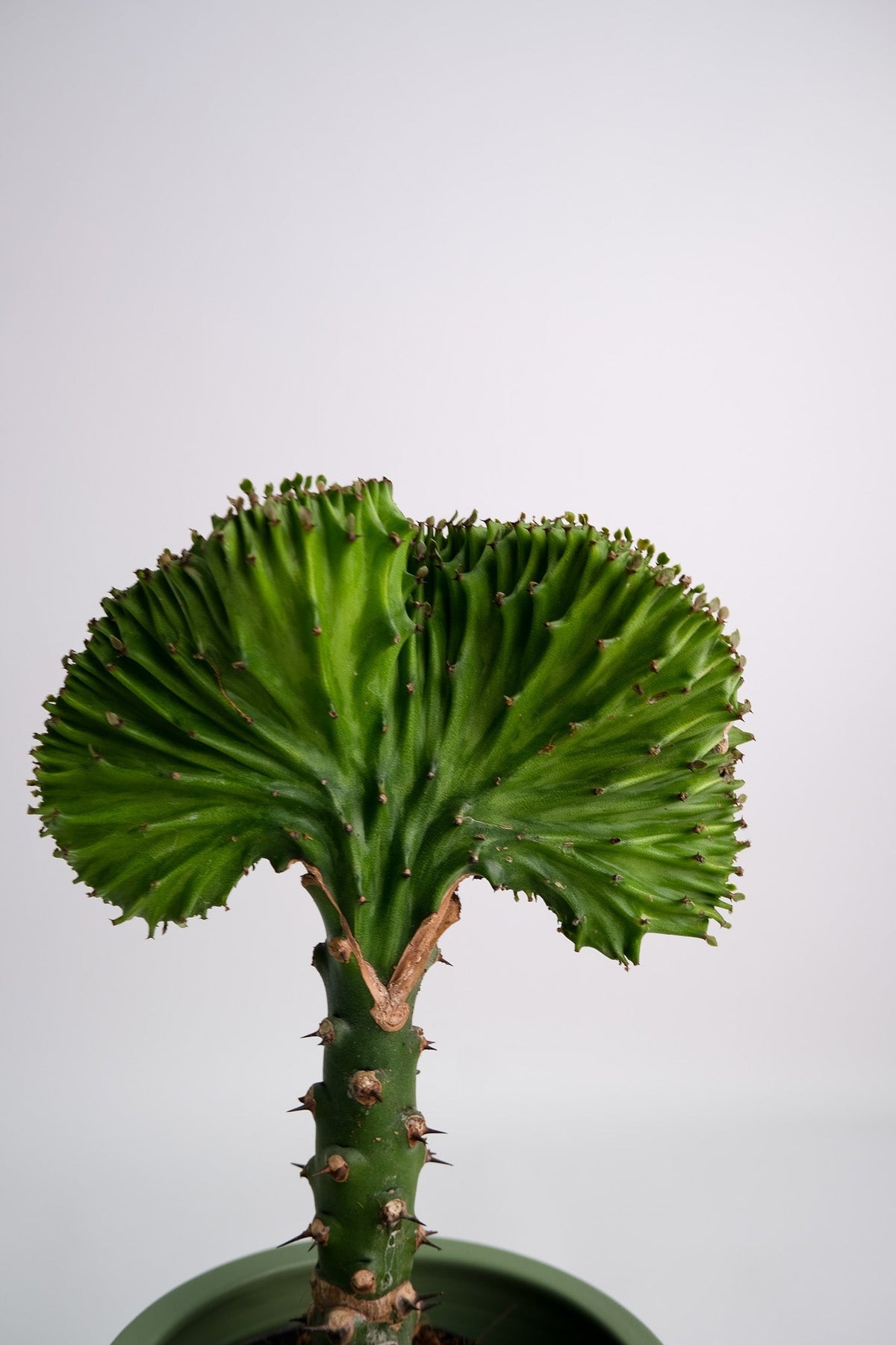 Euphorbia Lactea Cristata