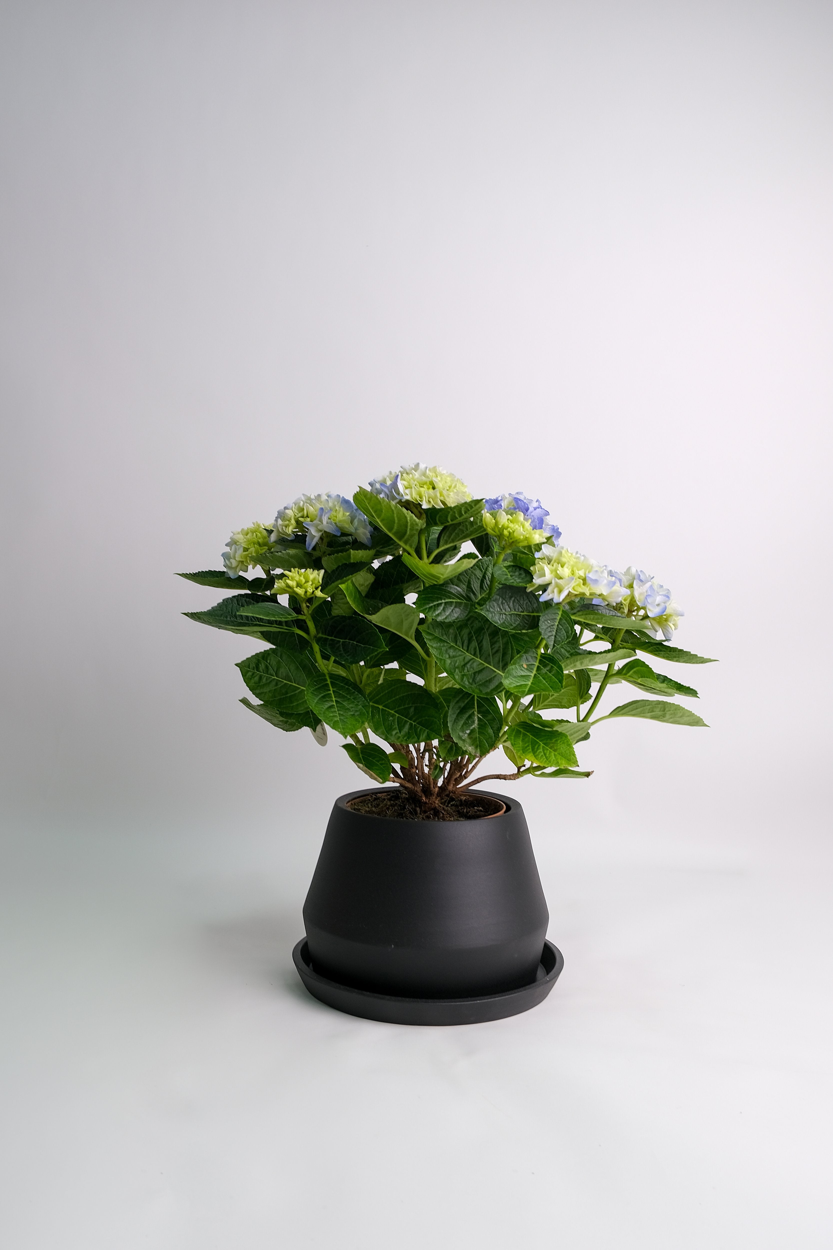 Hortensie blue - Image 6