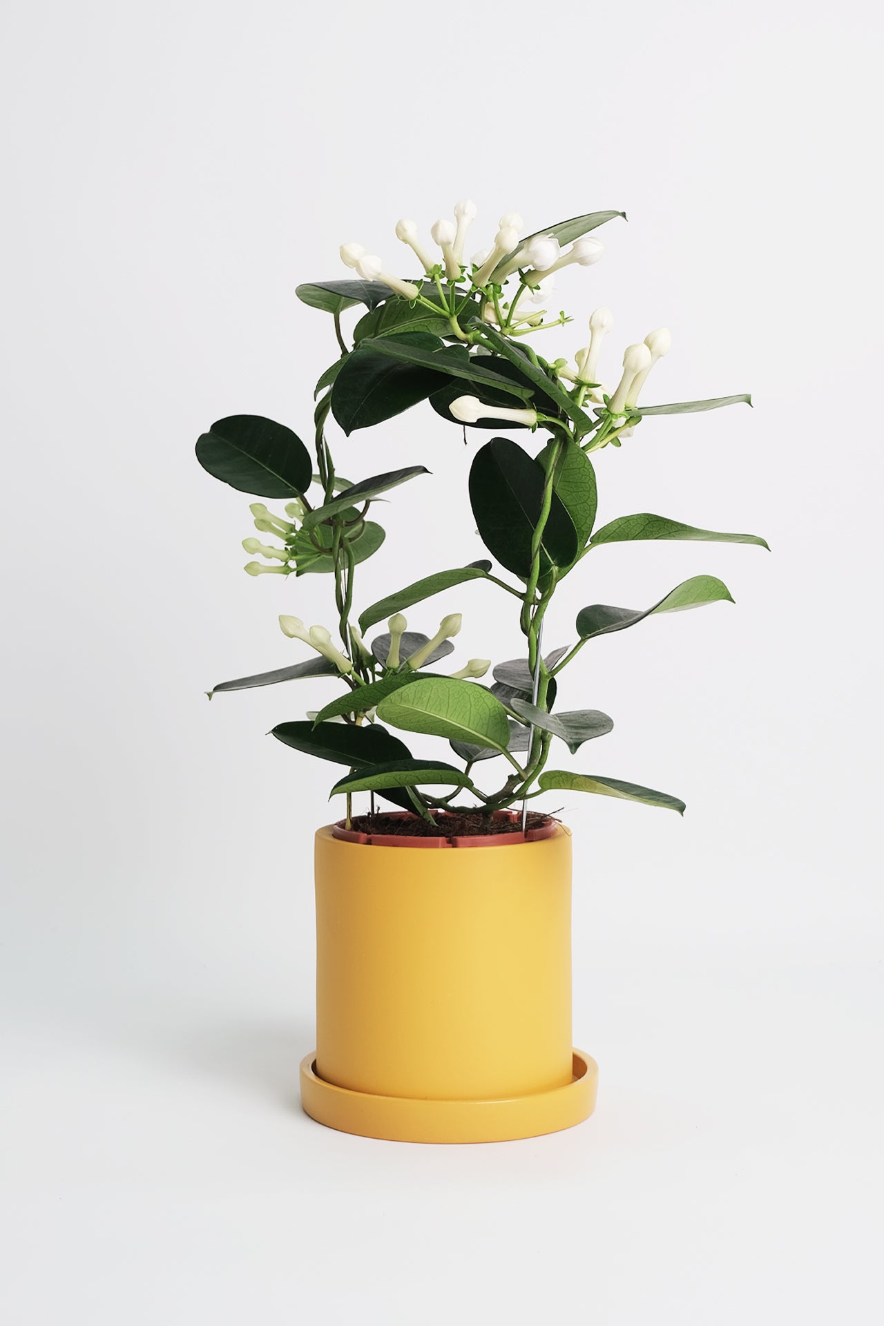 Jasmin Stephanotis - Image 6