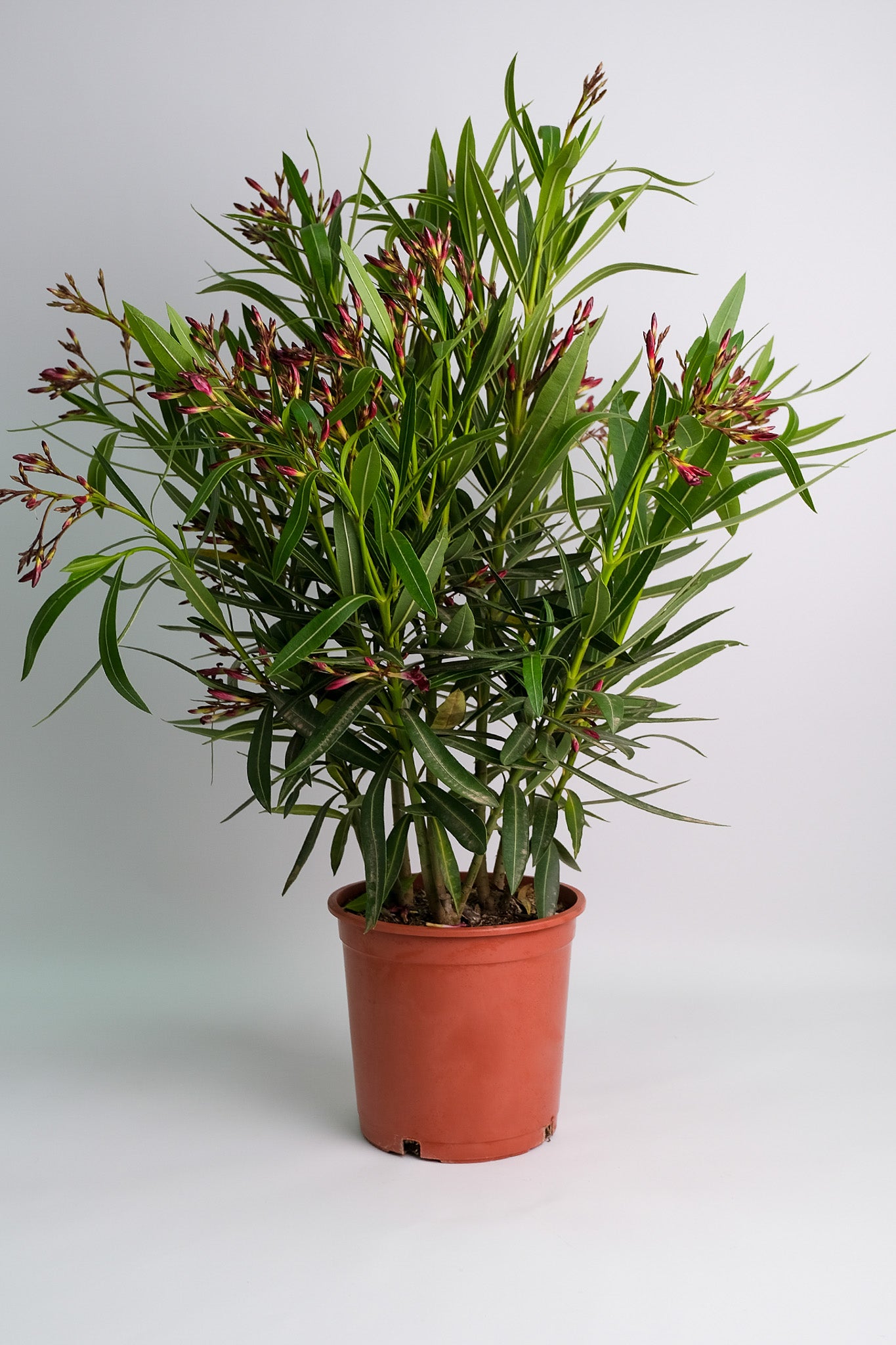 Nerium Oleander - 05_oleandru mix.jpg