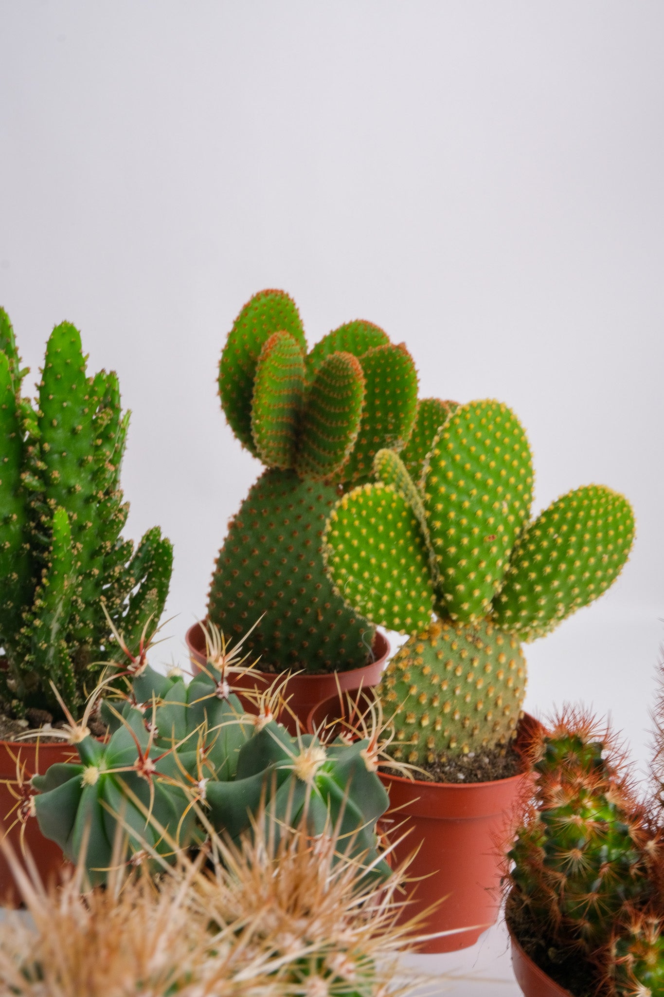 Cactus Mix - Image 7