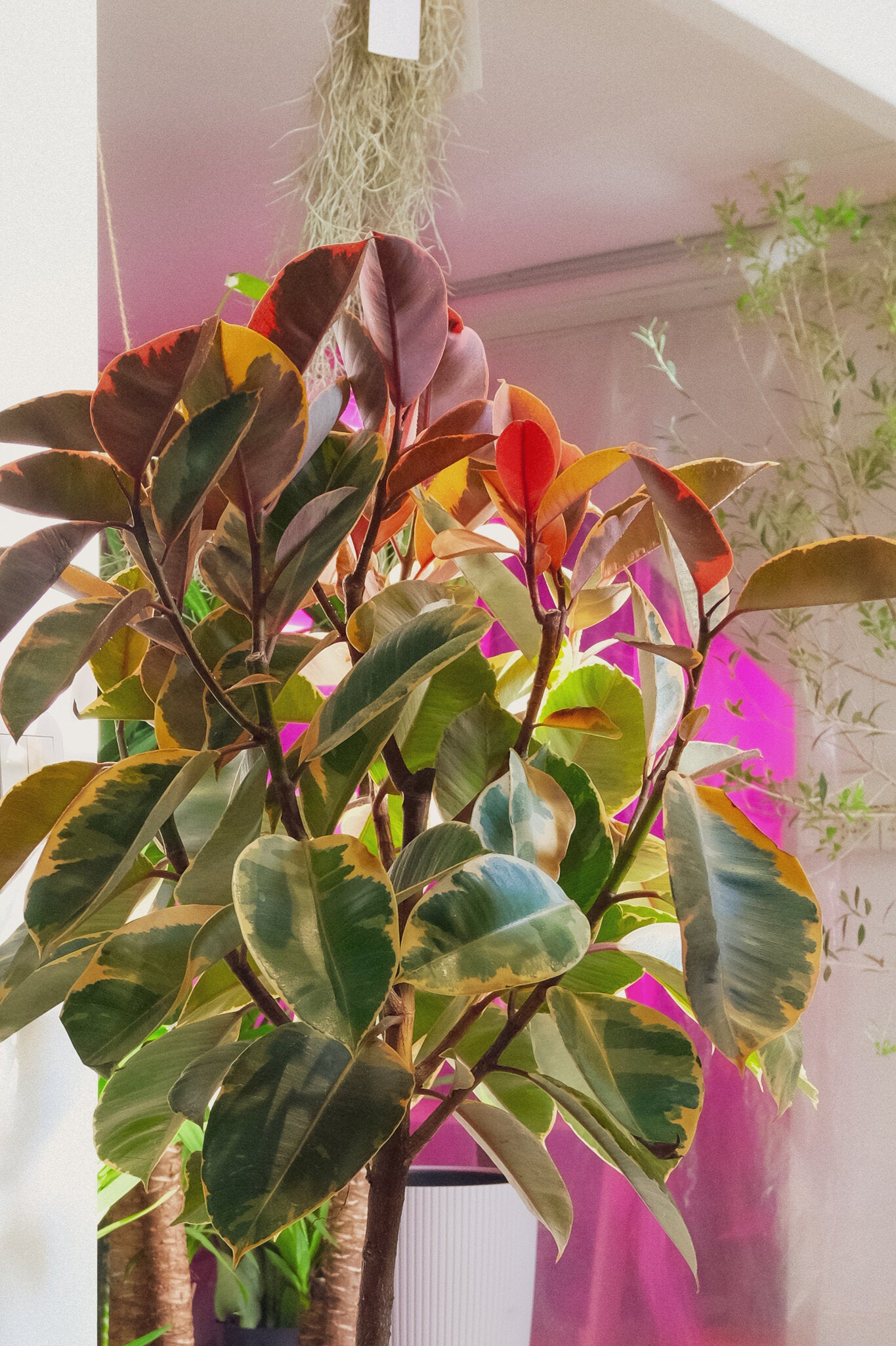 Ficus Belize on Stem - Image 6