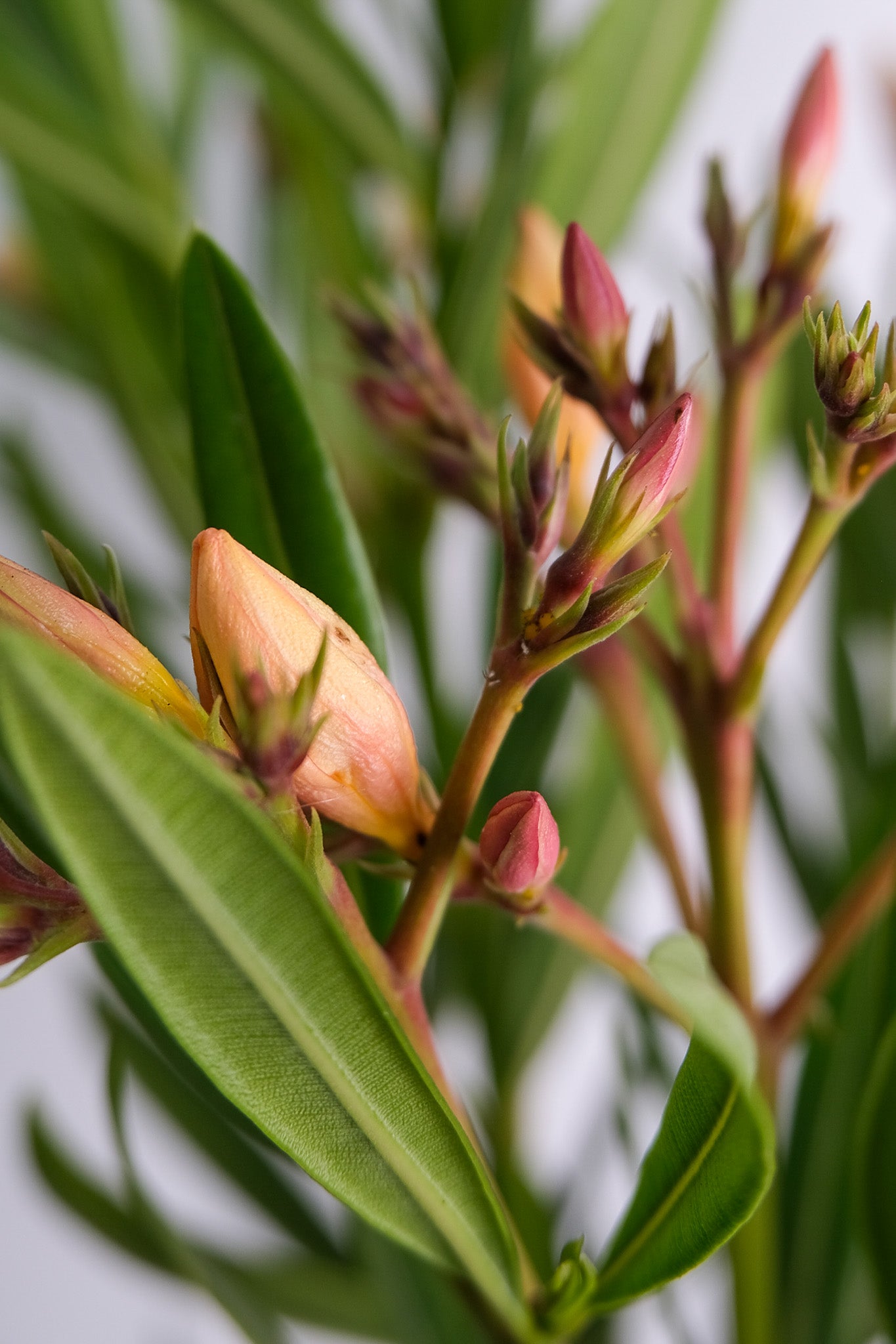 Nerium Oleander - 06_oleandru mix.jpg