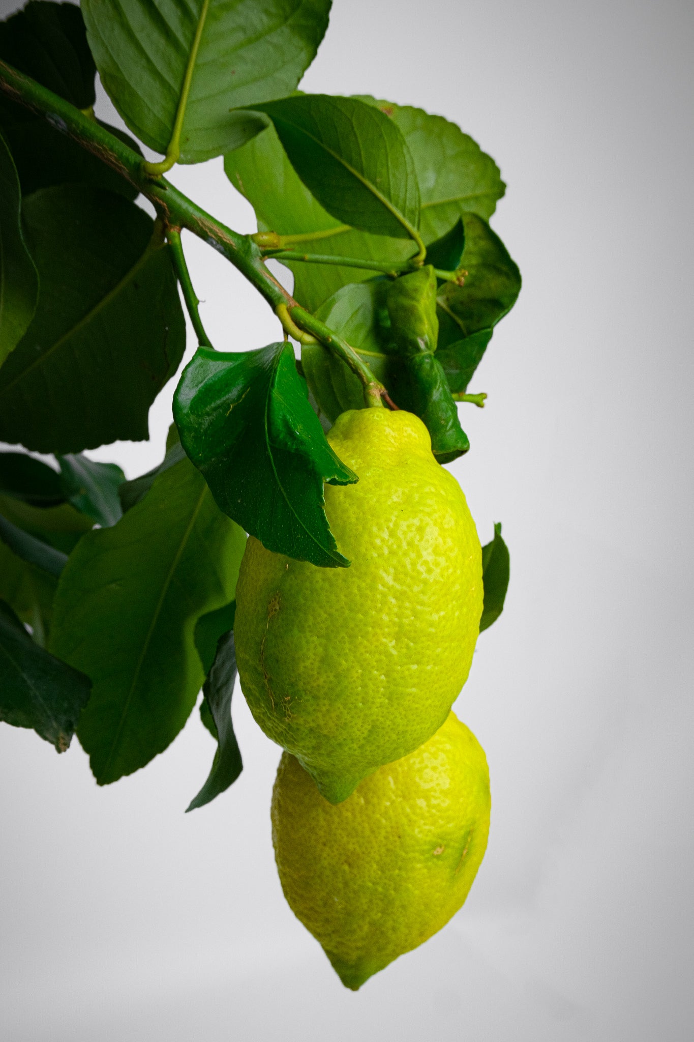 Citrus Lemon on Stem - Image 1