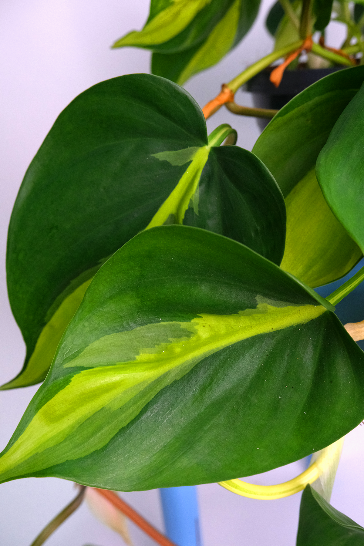 Philodendron Brasil - 8