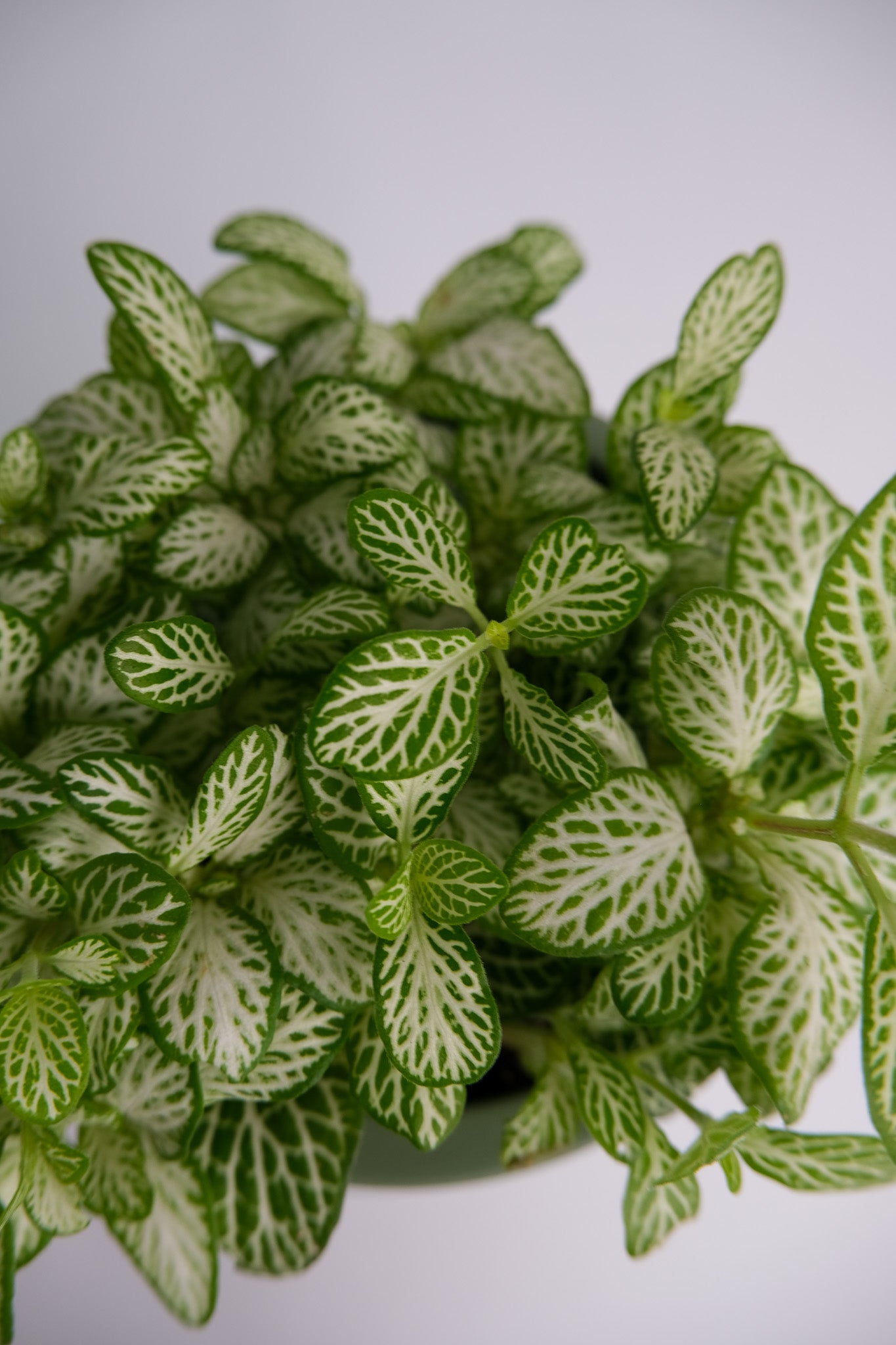 Fittonia mix - Image 9