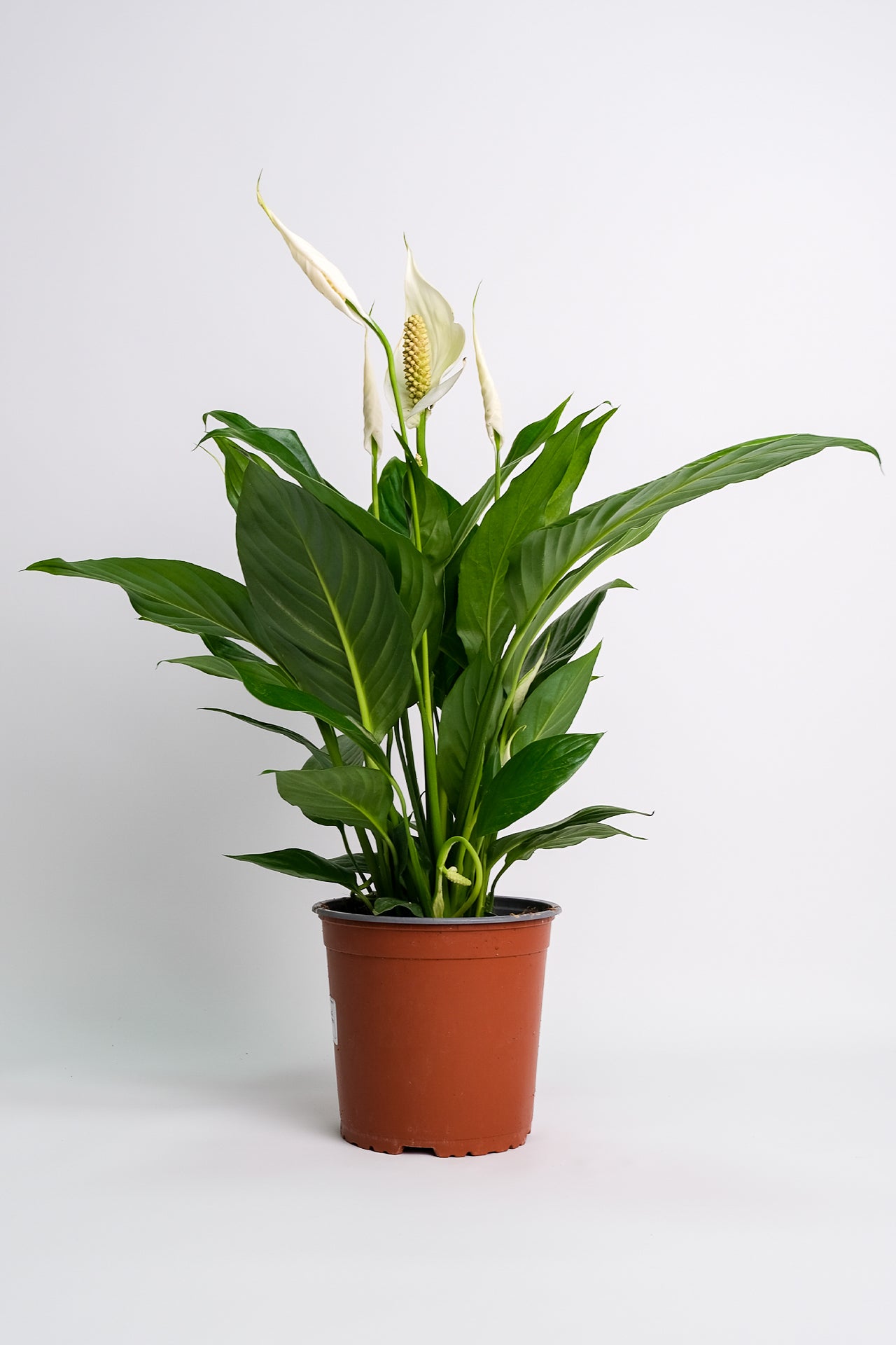 Spathiphyllum - Image 9