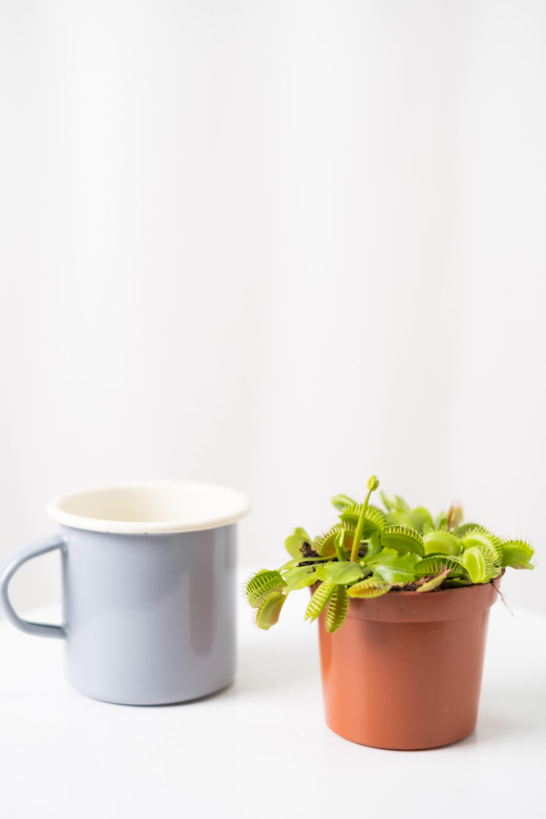 Venus flytrap - Image 2